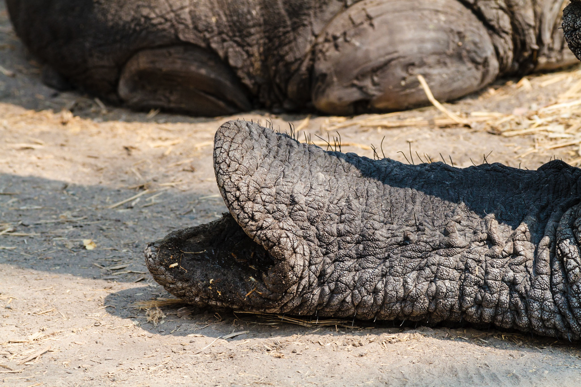 African Elephant detail