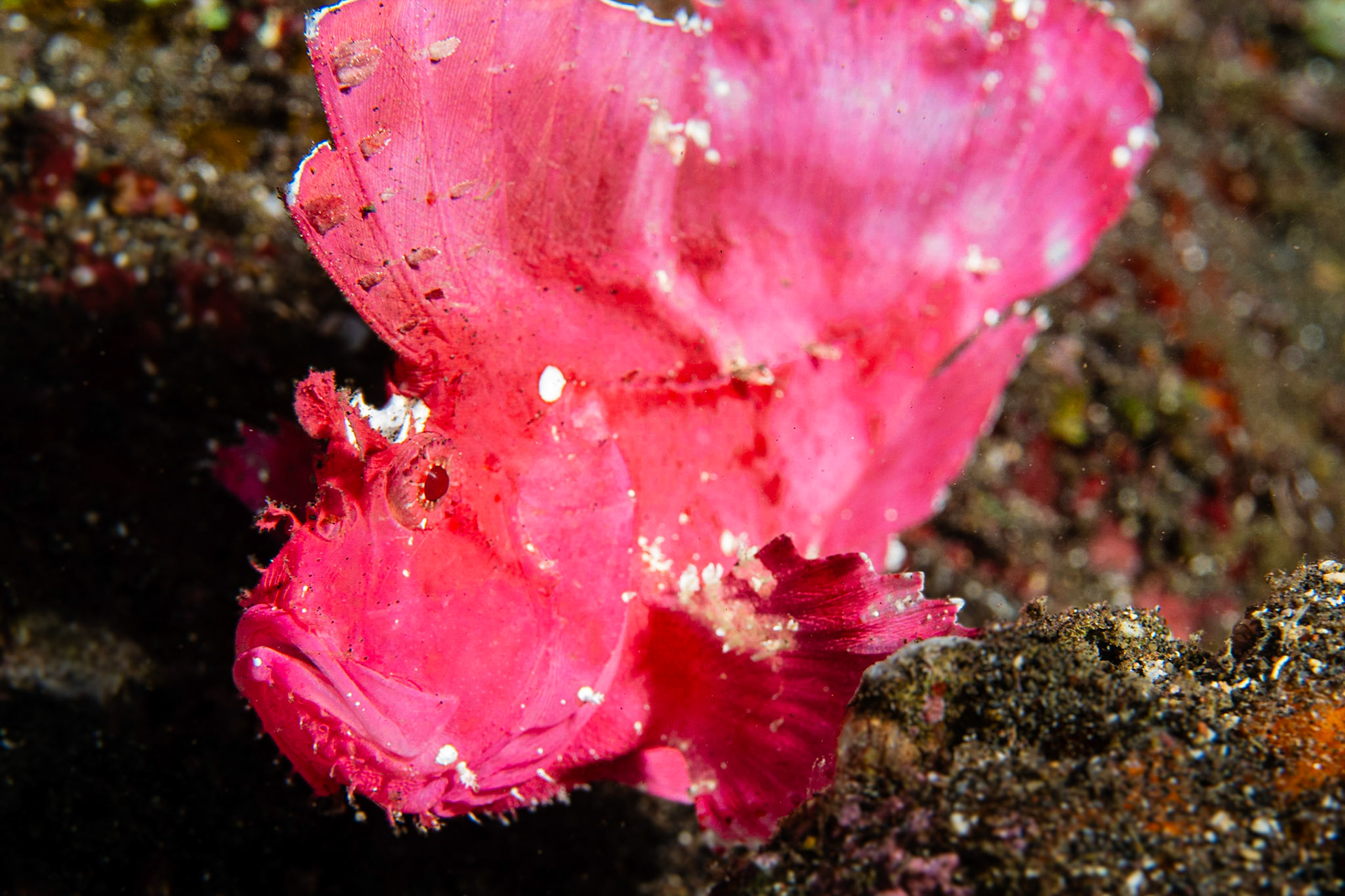 Leaf Scorpionfish