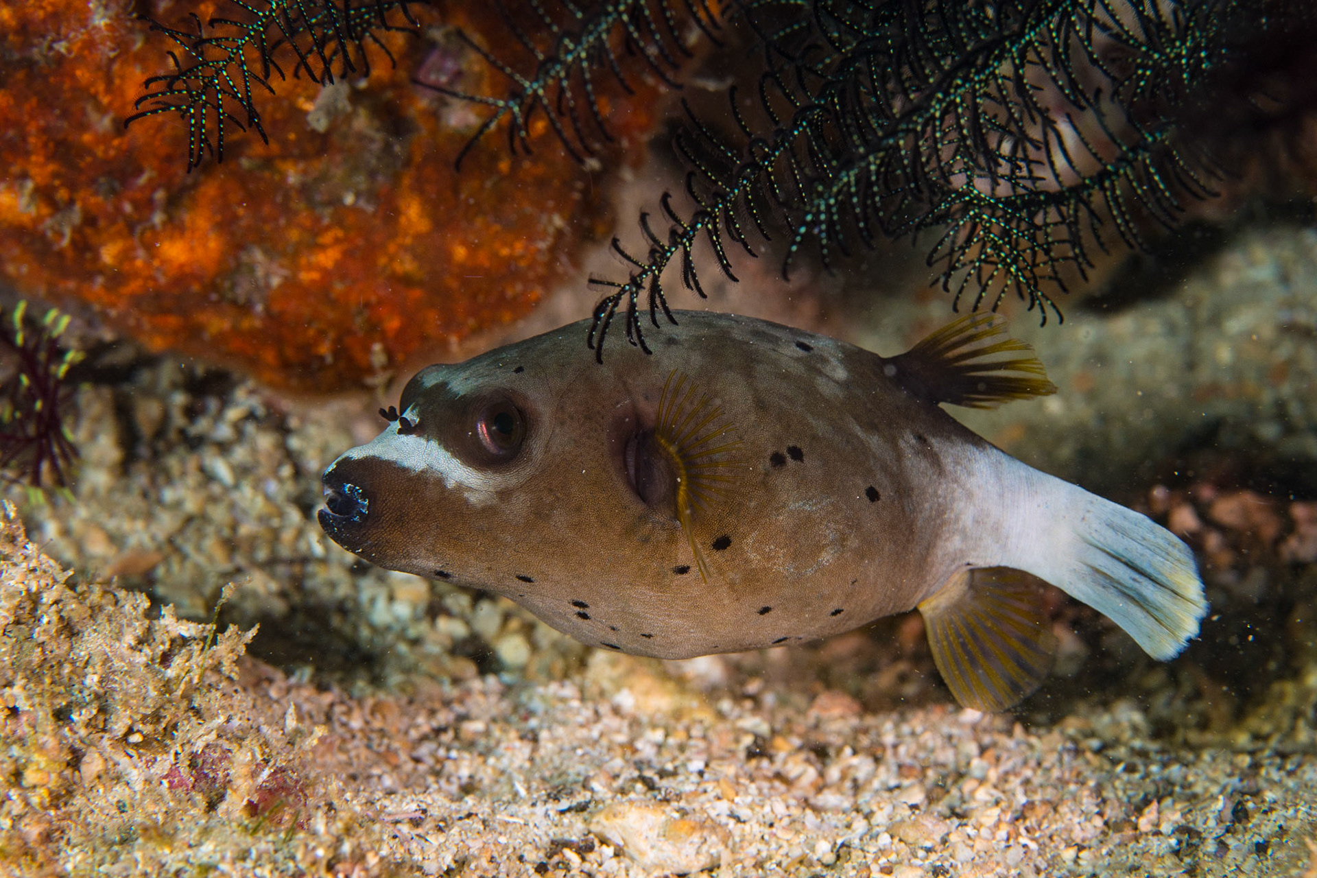 Blackspotted Puffer