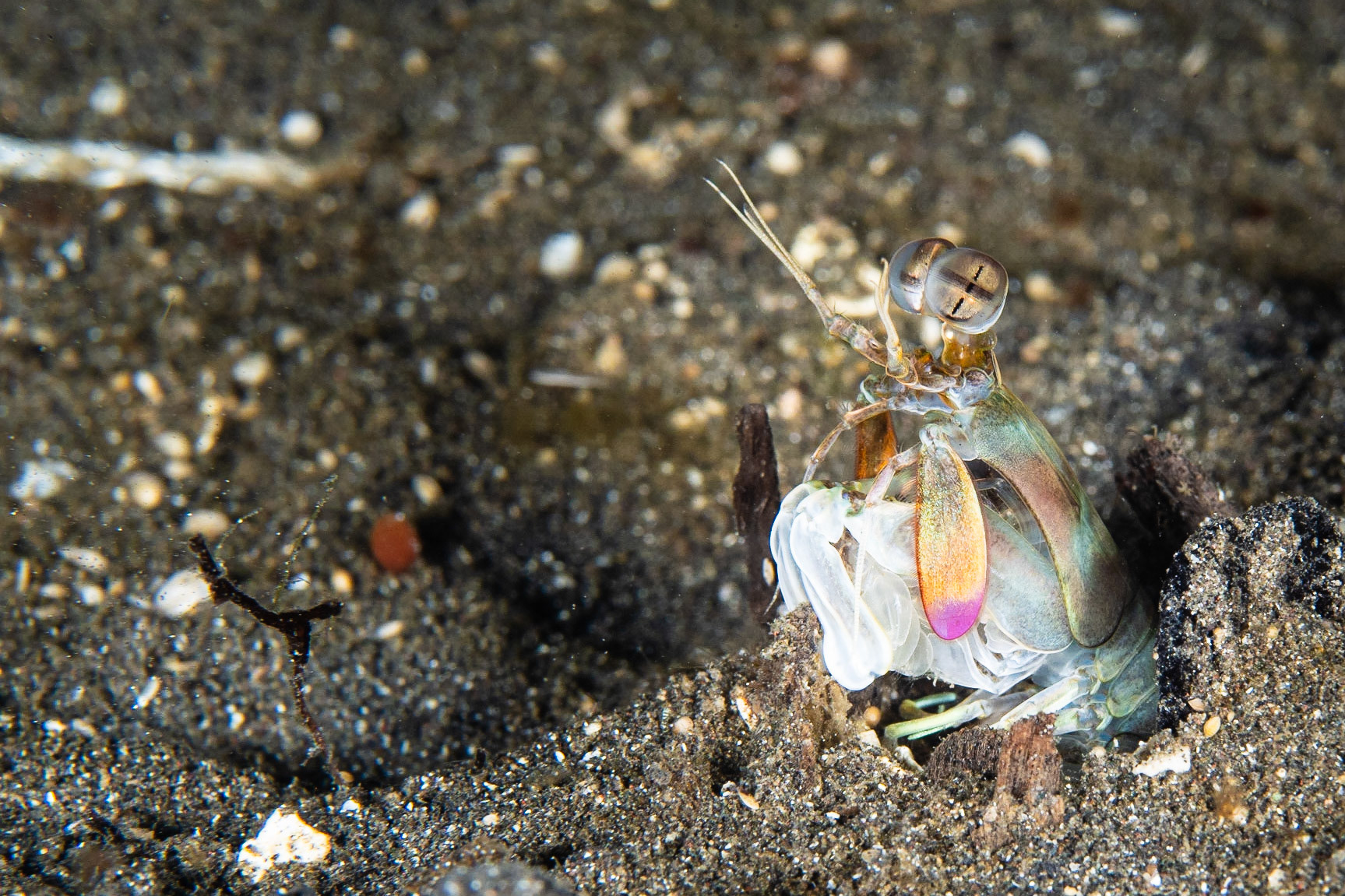 Pink-eared Mantis