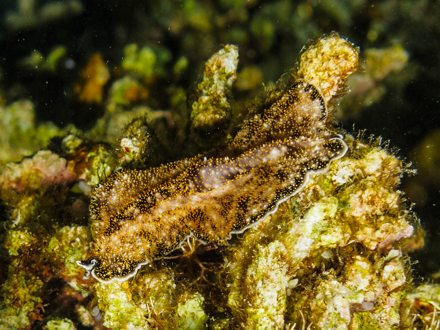 Acanthozoon flatworm