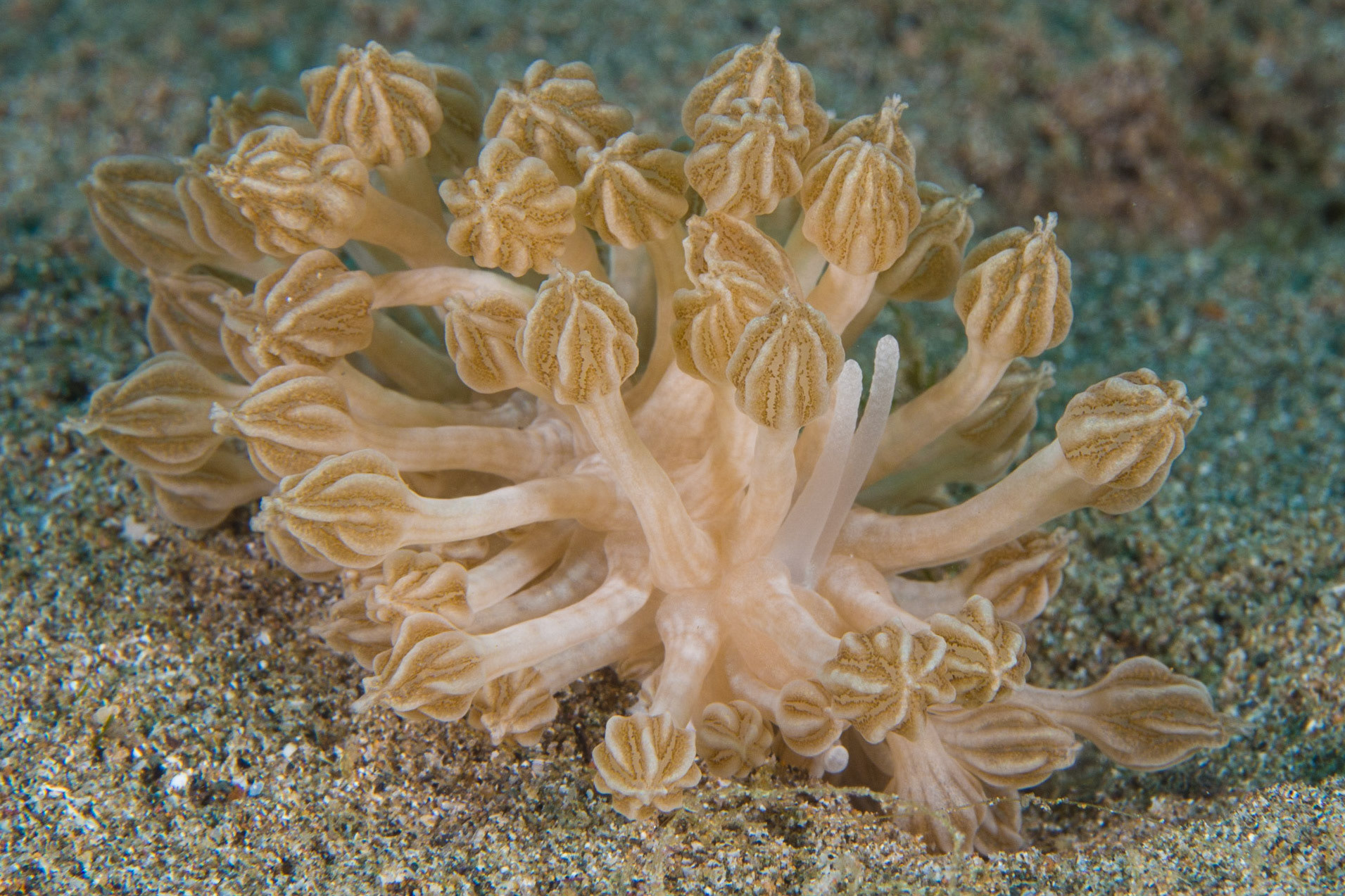 Phyllodesmium rudmani