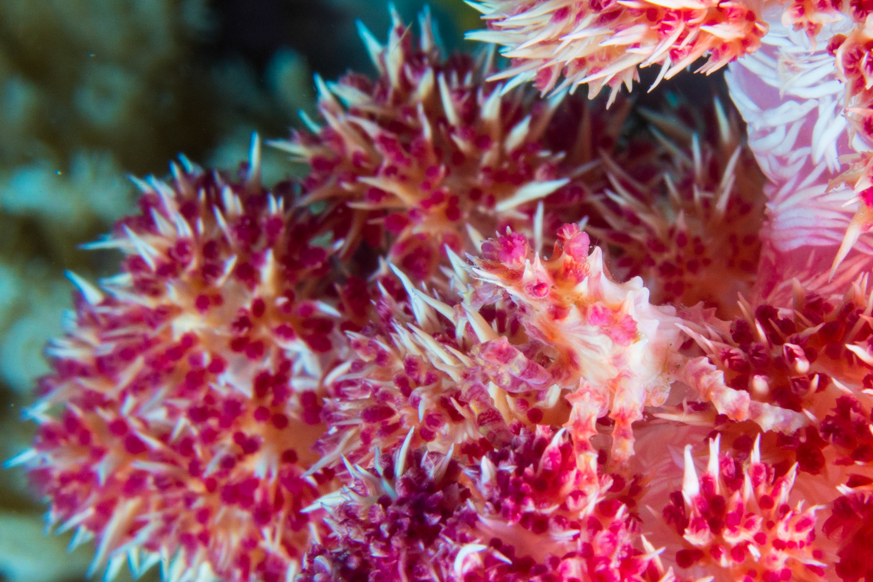 Soft Coral Crab