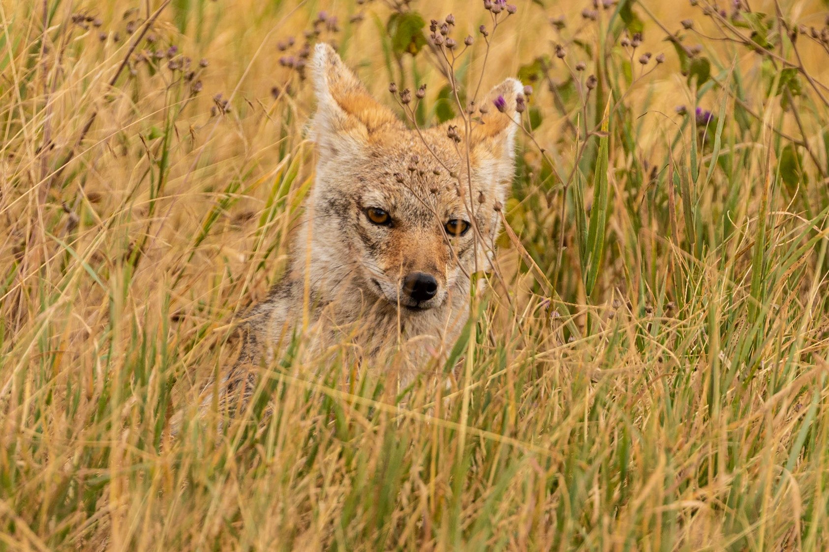 Common (Golden) Jackal