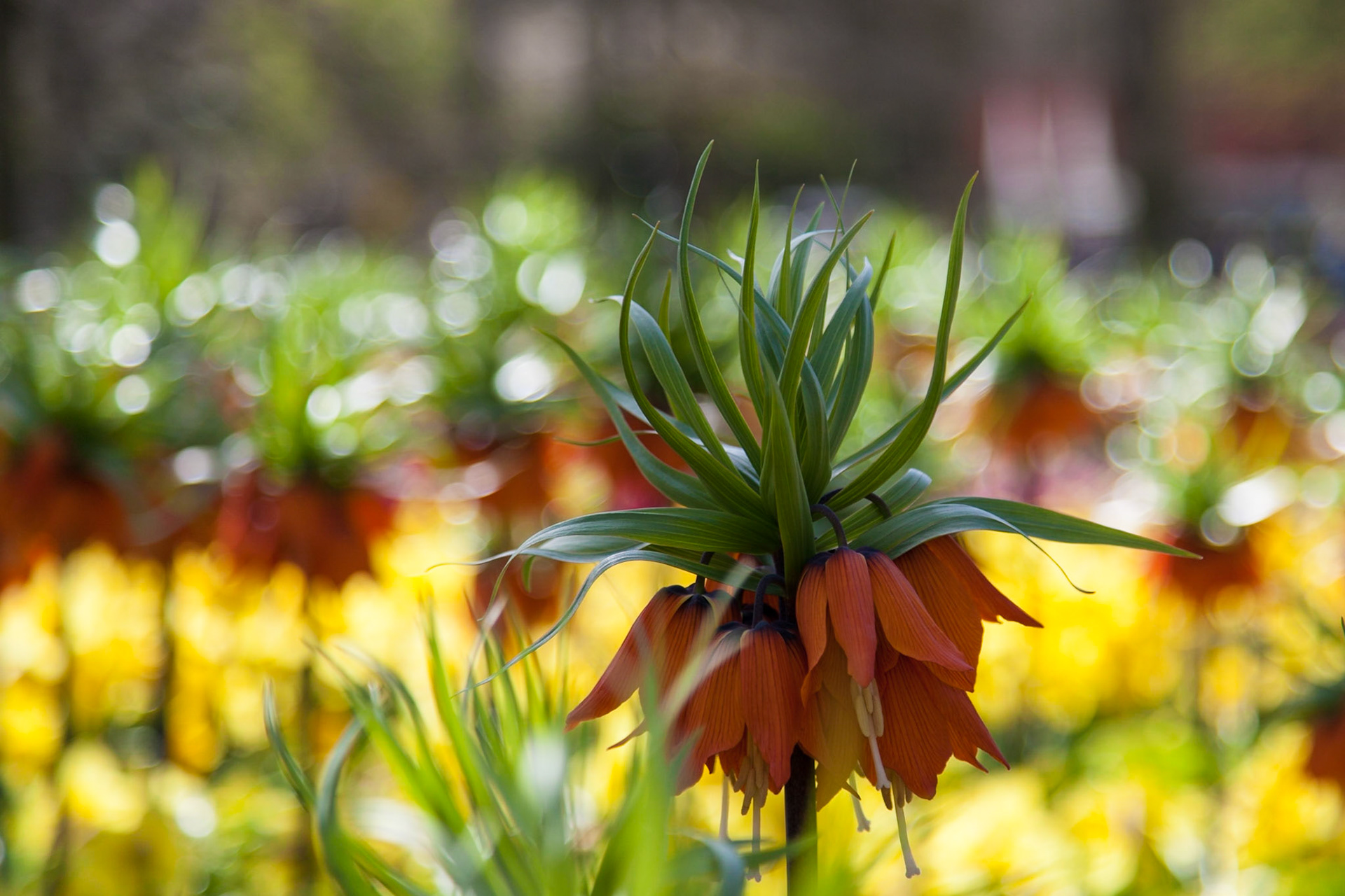 Keukenhof
