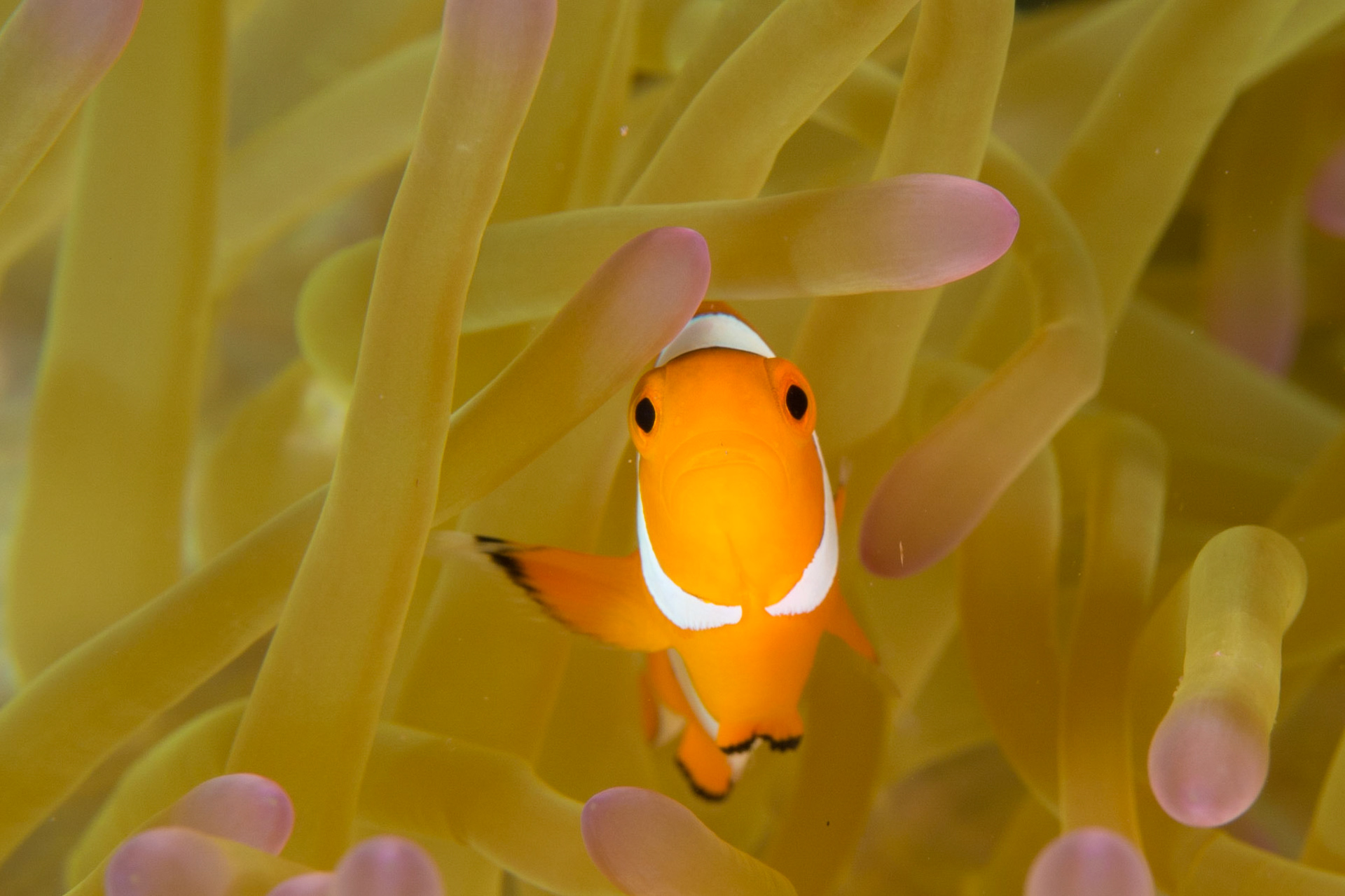 False Clown Anemonefish and Magnificent Anemone