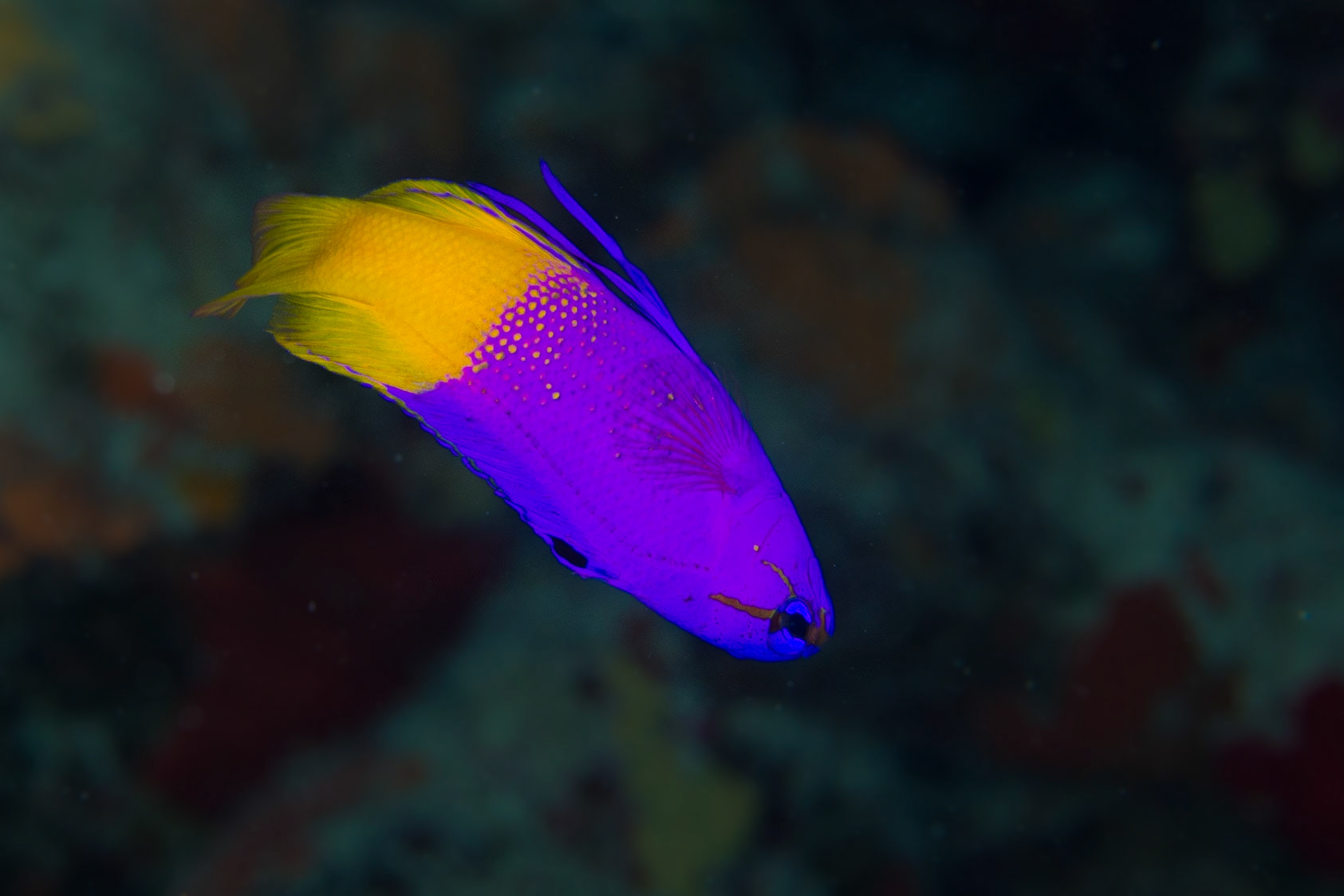 Fairy Basslet
