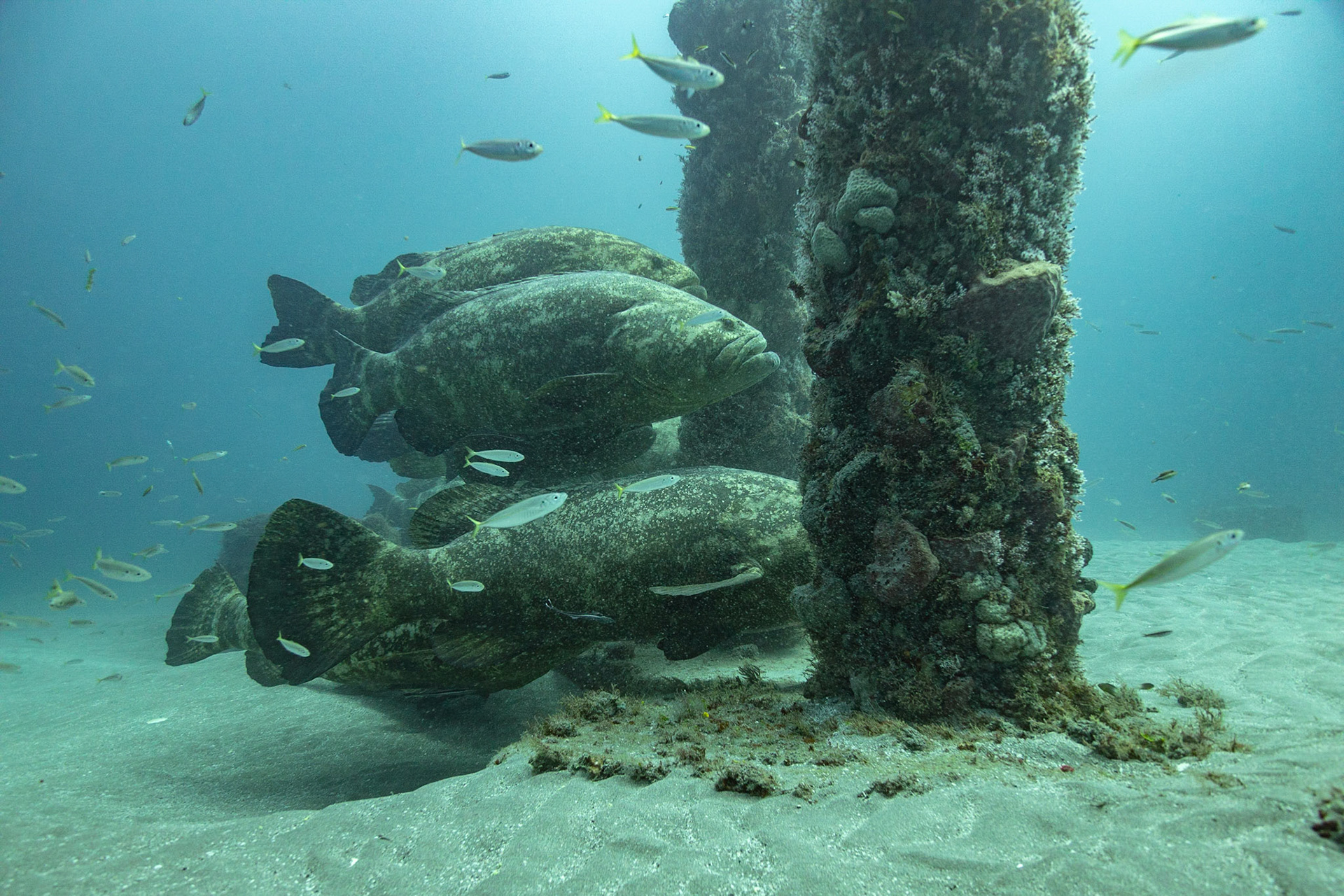 Goliath Grouper