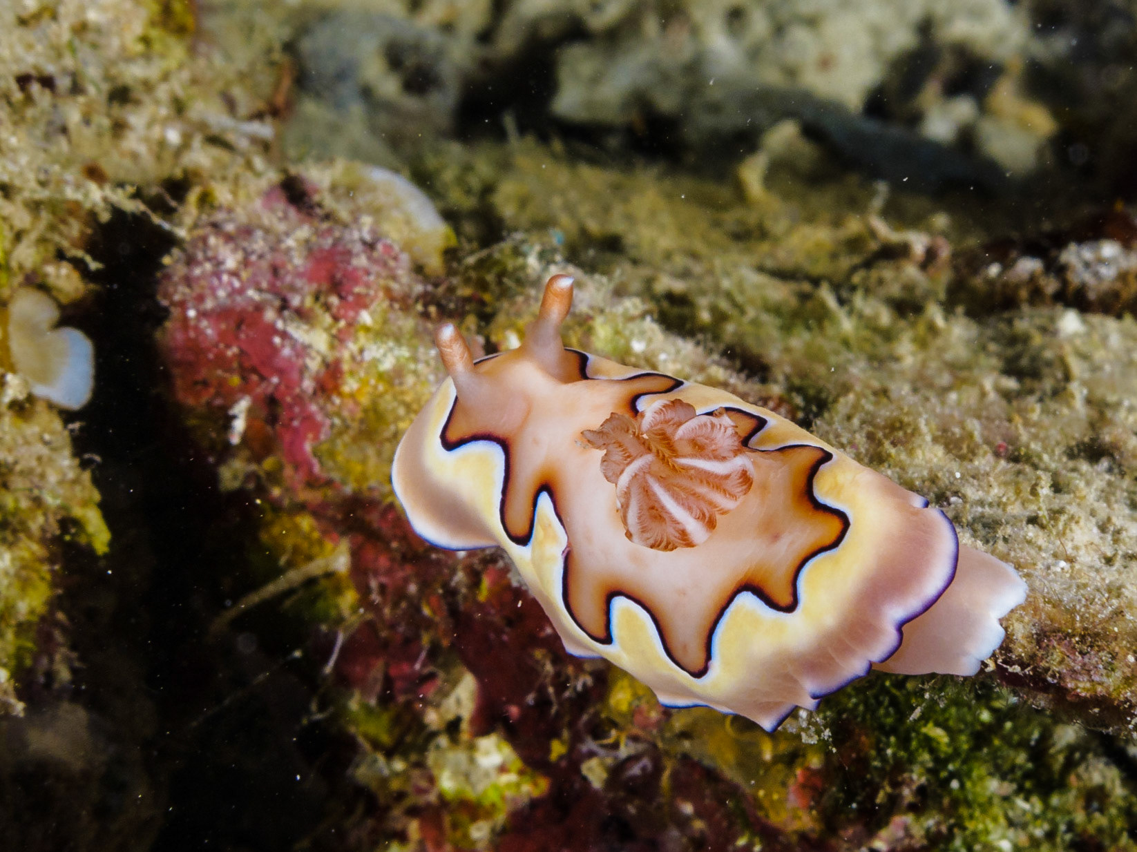 Chromodoris coi