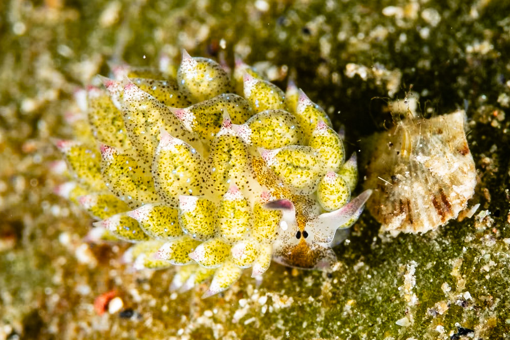 Costasiella kuroshimae