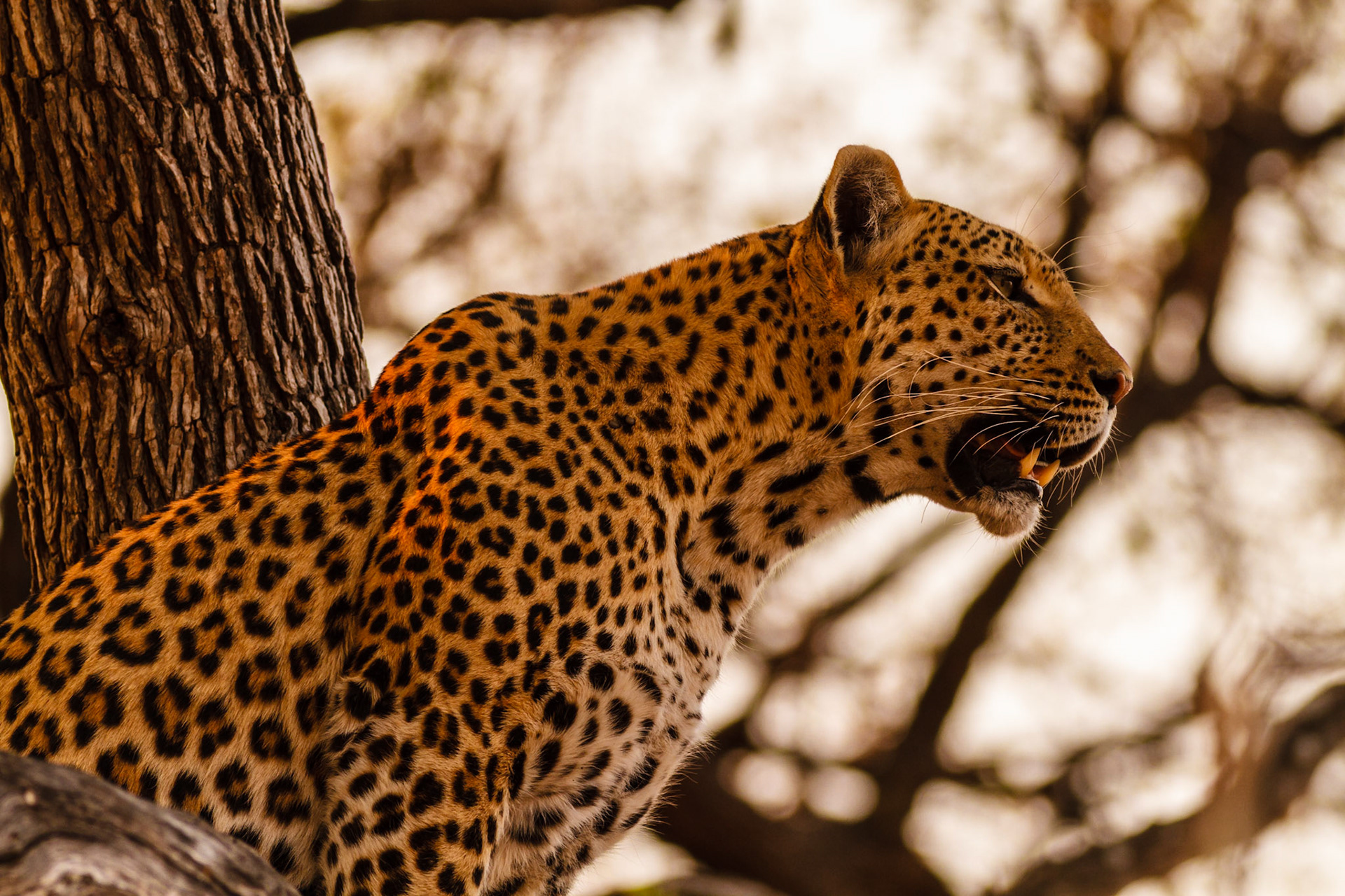 Leopard