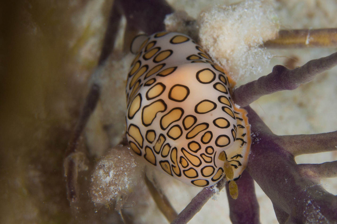 Flamingo Tongue