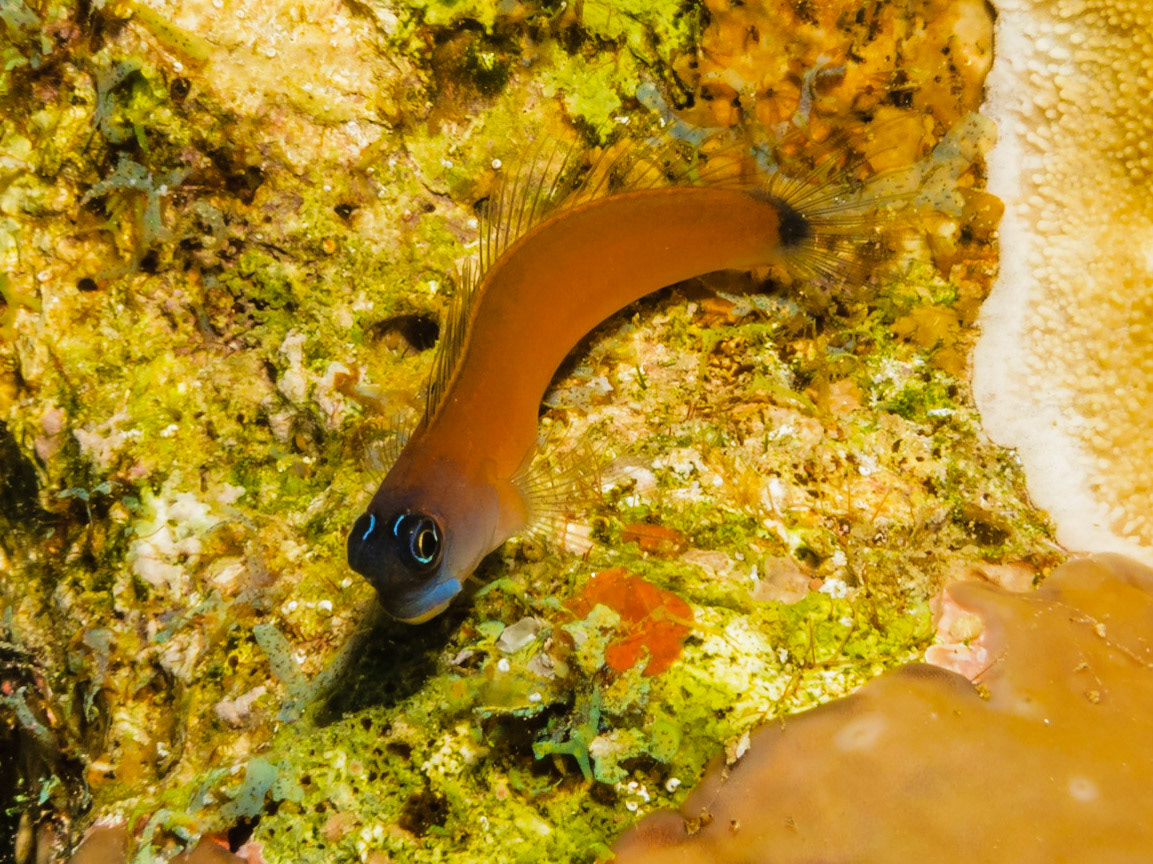 Aron's Blenny