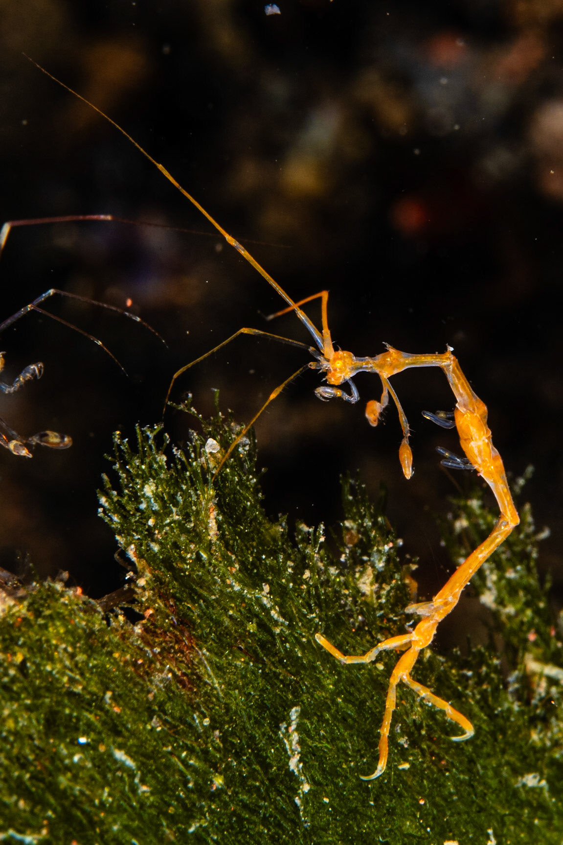 Skeleton Shrimp