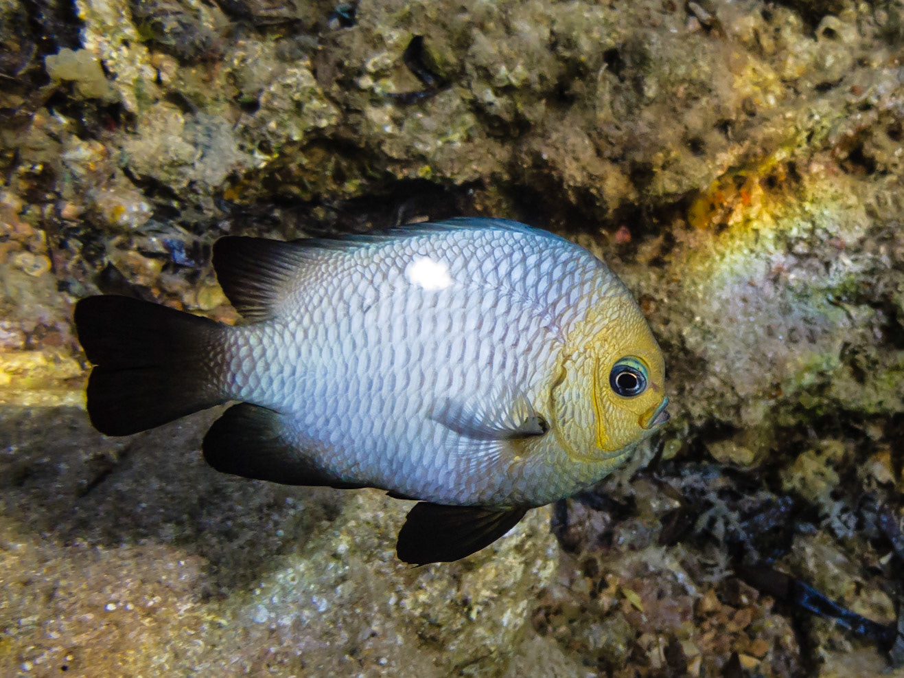 Three-spot Dascyllus