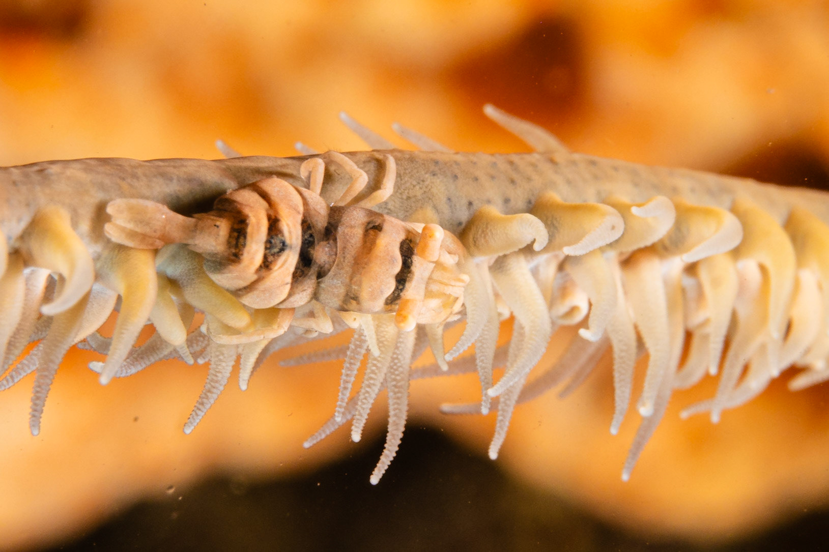 Anker's Whip Coral Shrimp