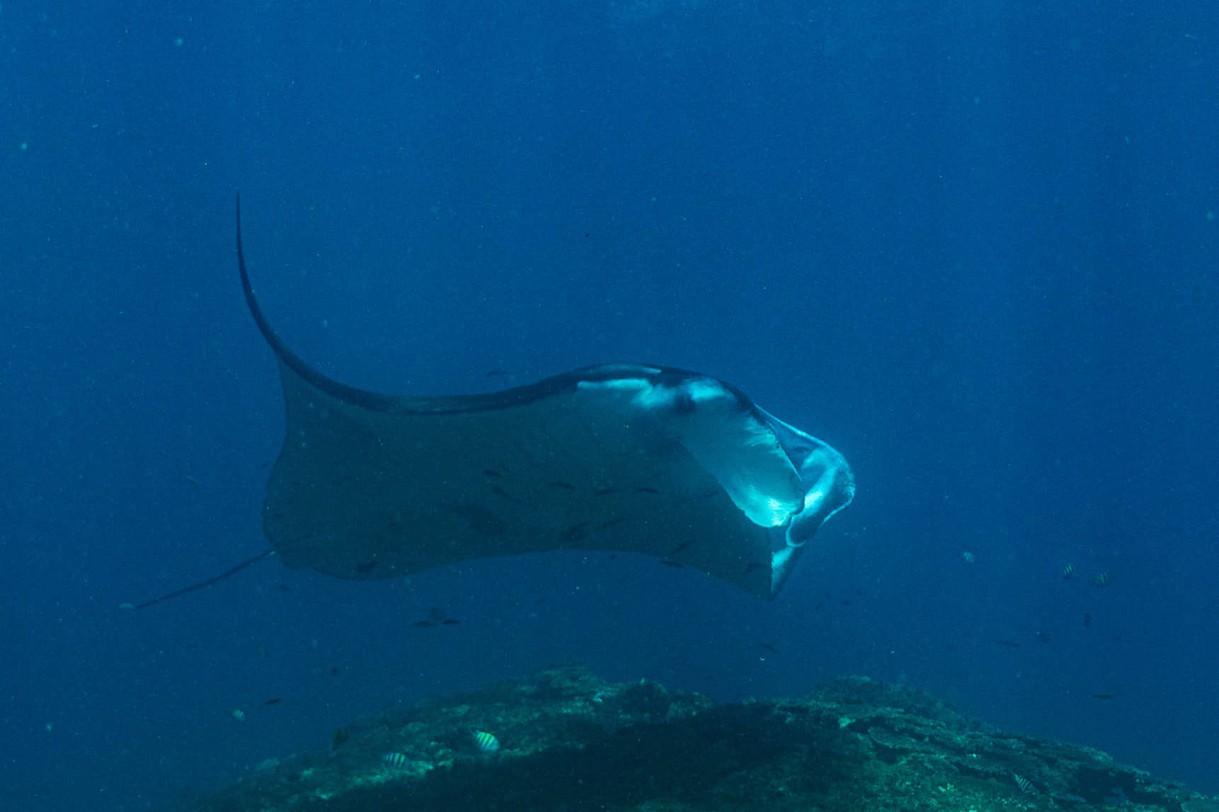 Reef Manta Ray