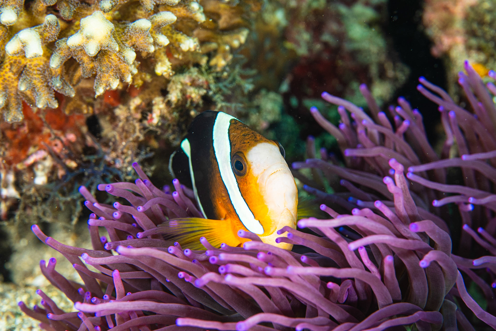 Clark's Anemonefish and Anemones