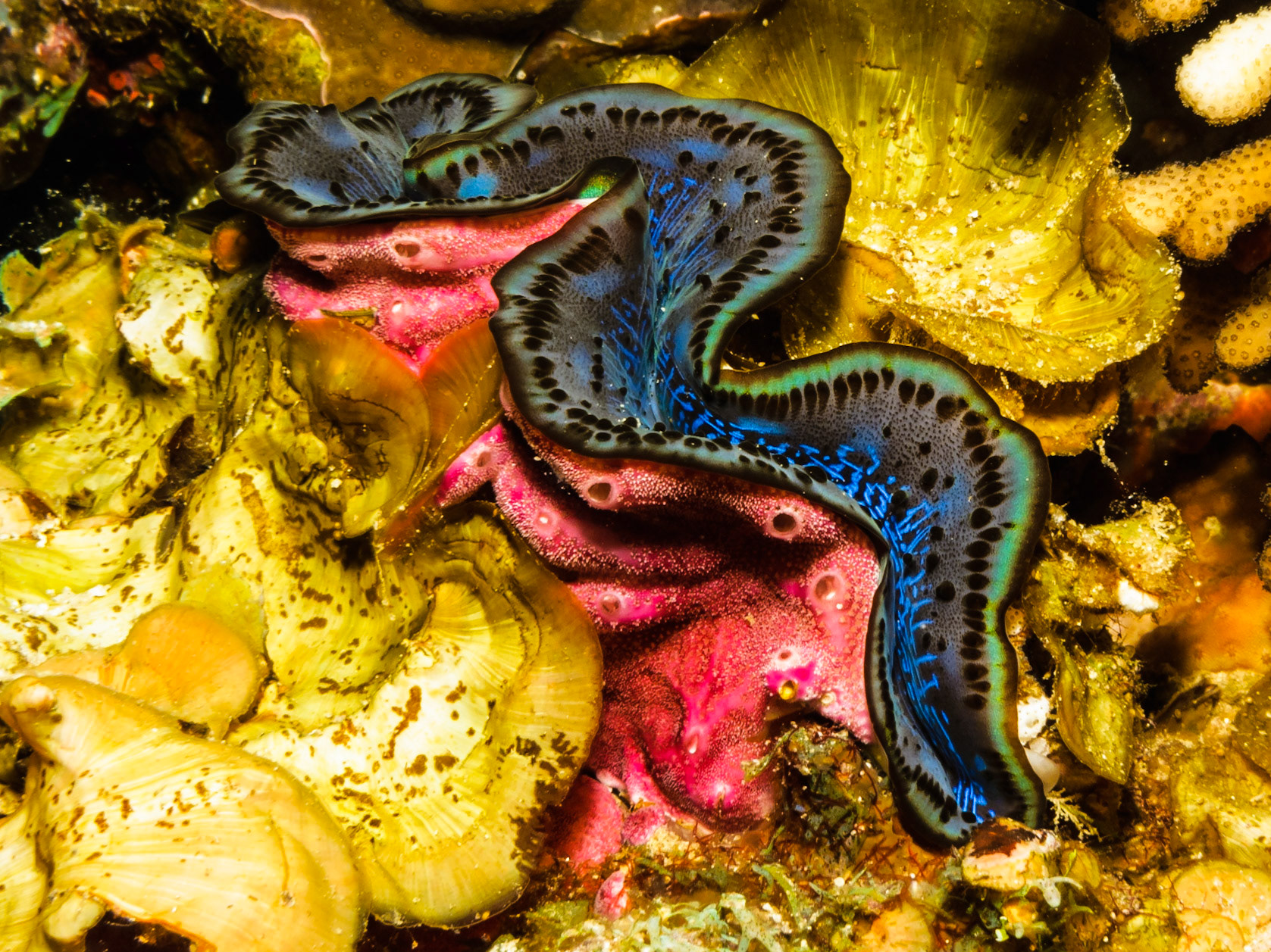 Fluted Giant Clam