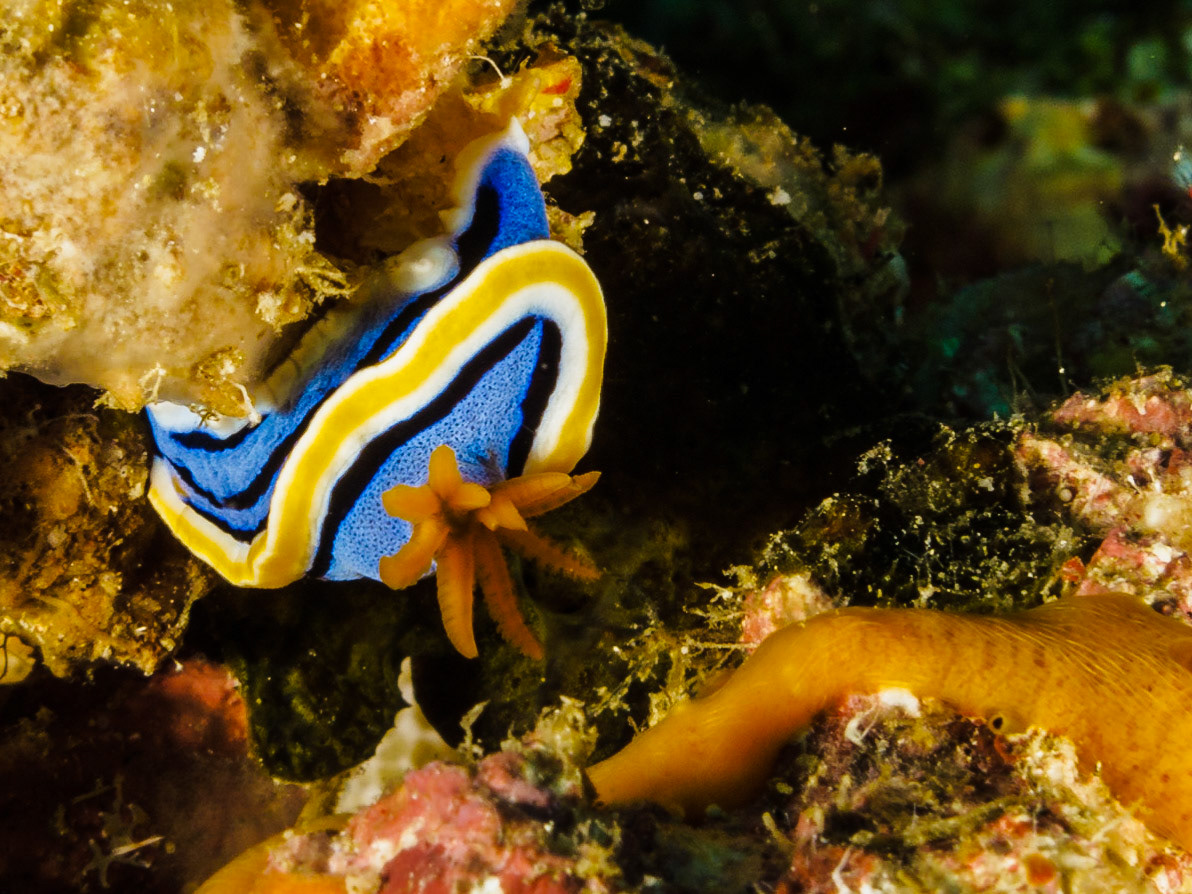 Chromodoris annae