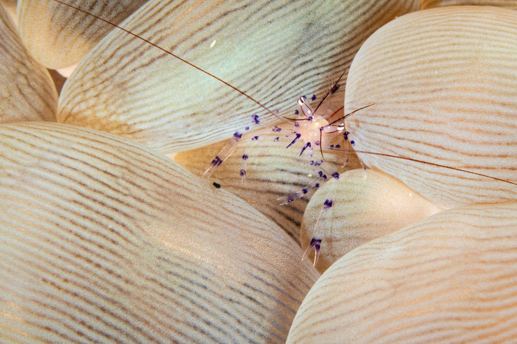 Bubble Coral Shrimp and Bubble Coral