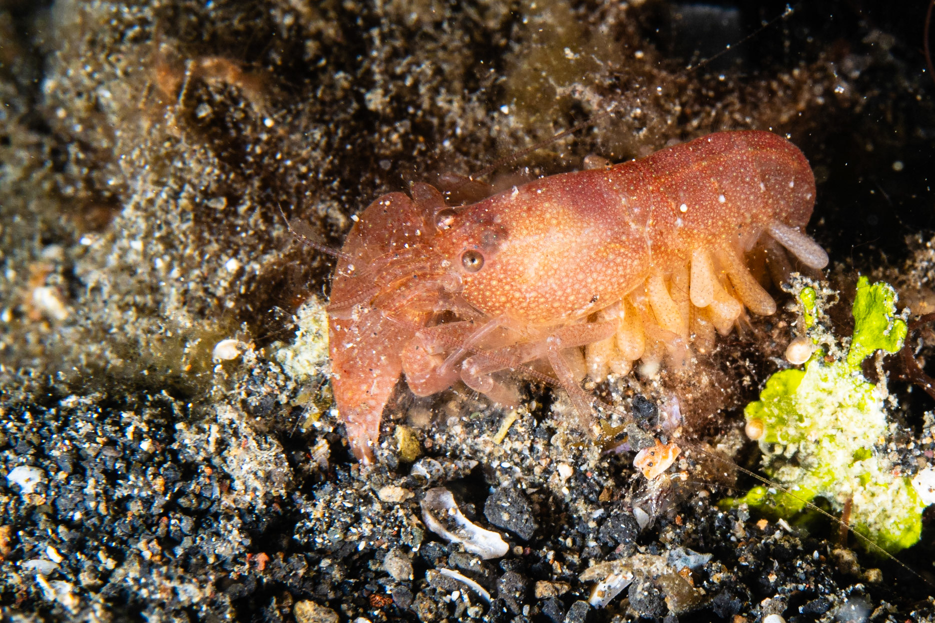 Algae-tube Snapping Shrimp