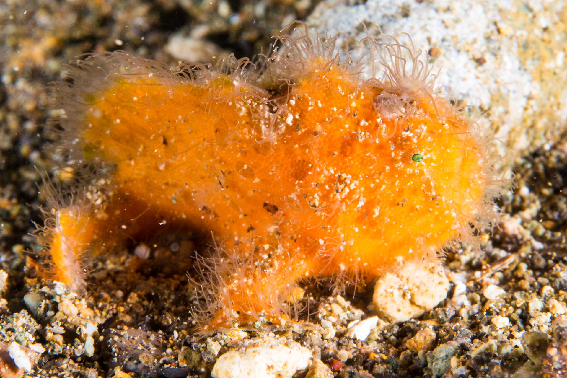 Striated Frogfish
