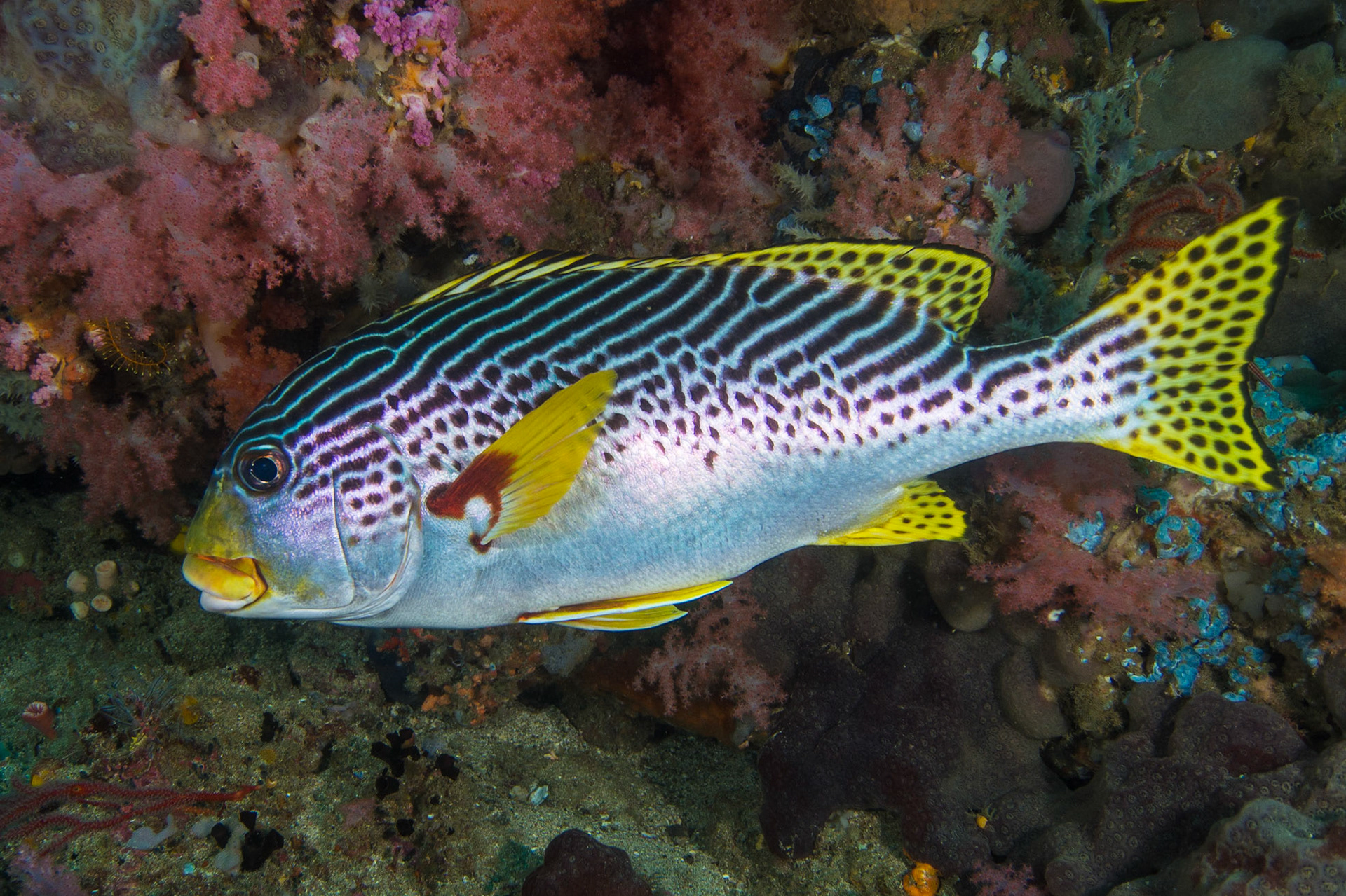 Diagnoal-banded Sweetlips