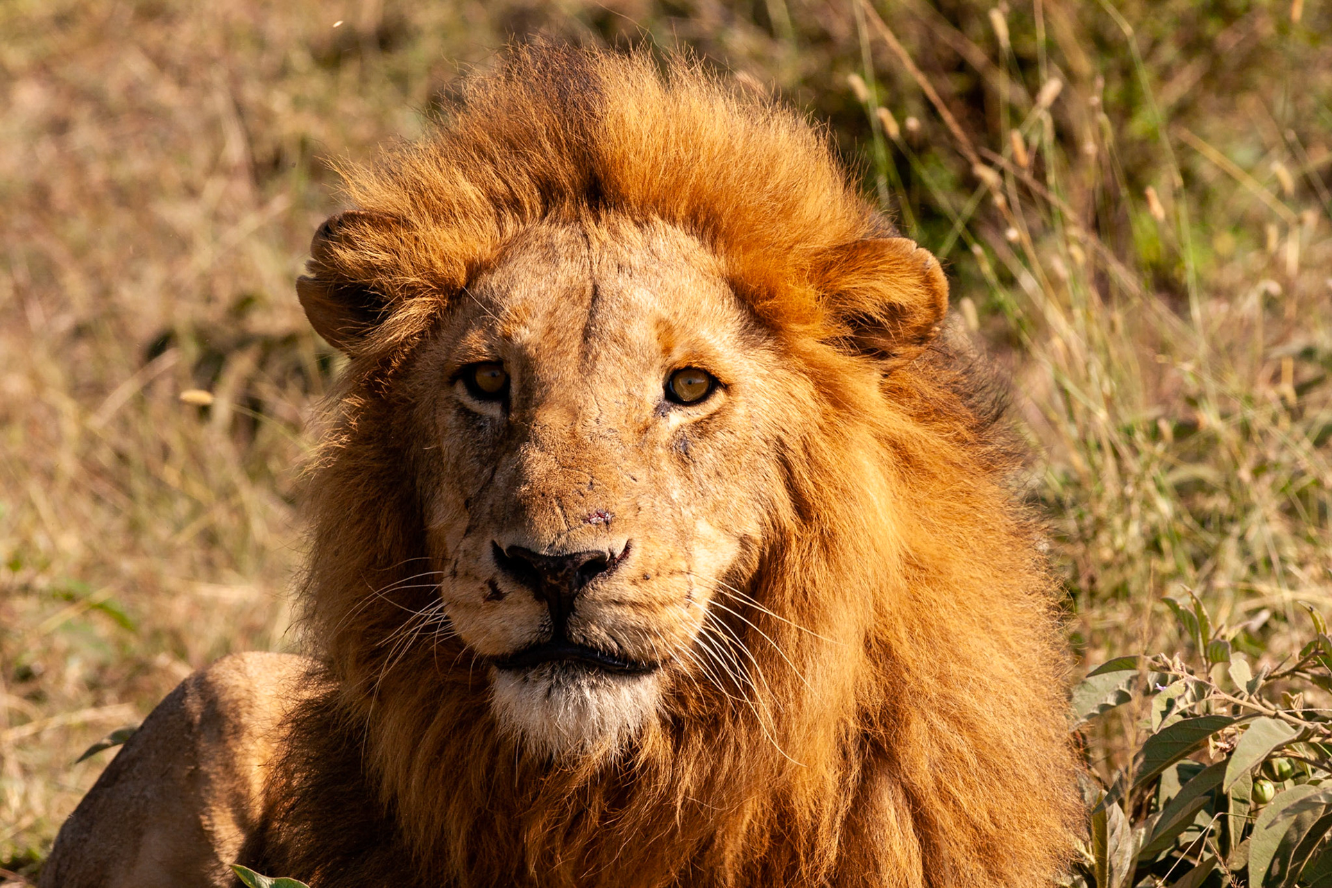 The male of a lion pride relaxing in the sun in Masai Mara