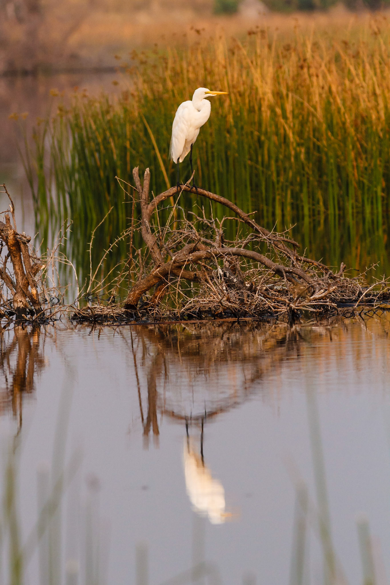 Western Great Egret