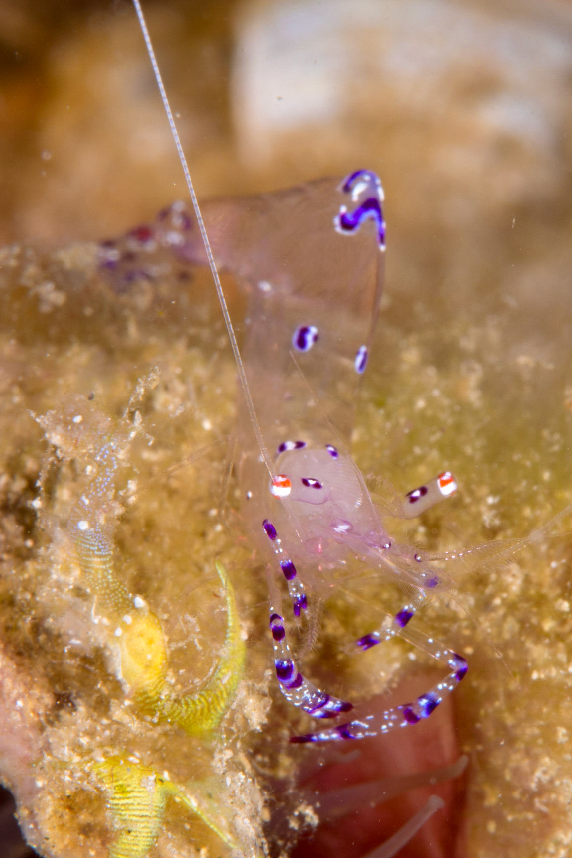 Sarasvati Anemone Shrimp