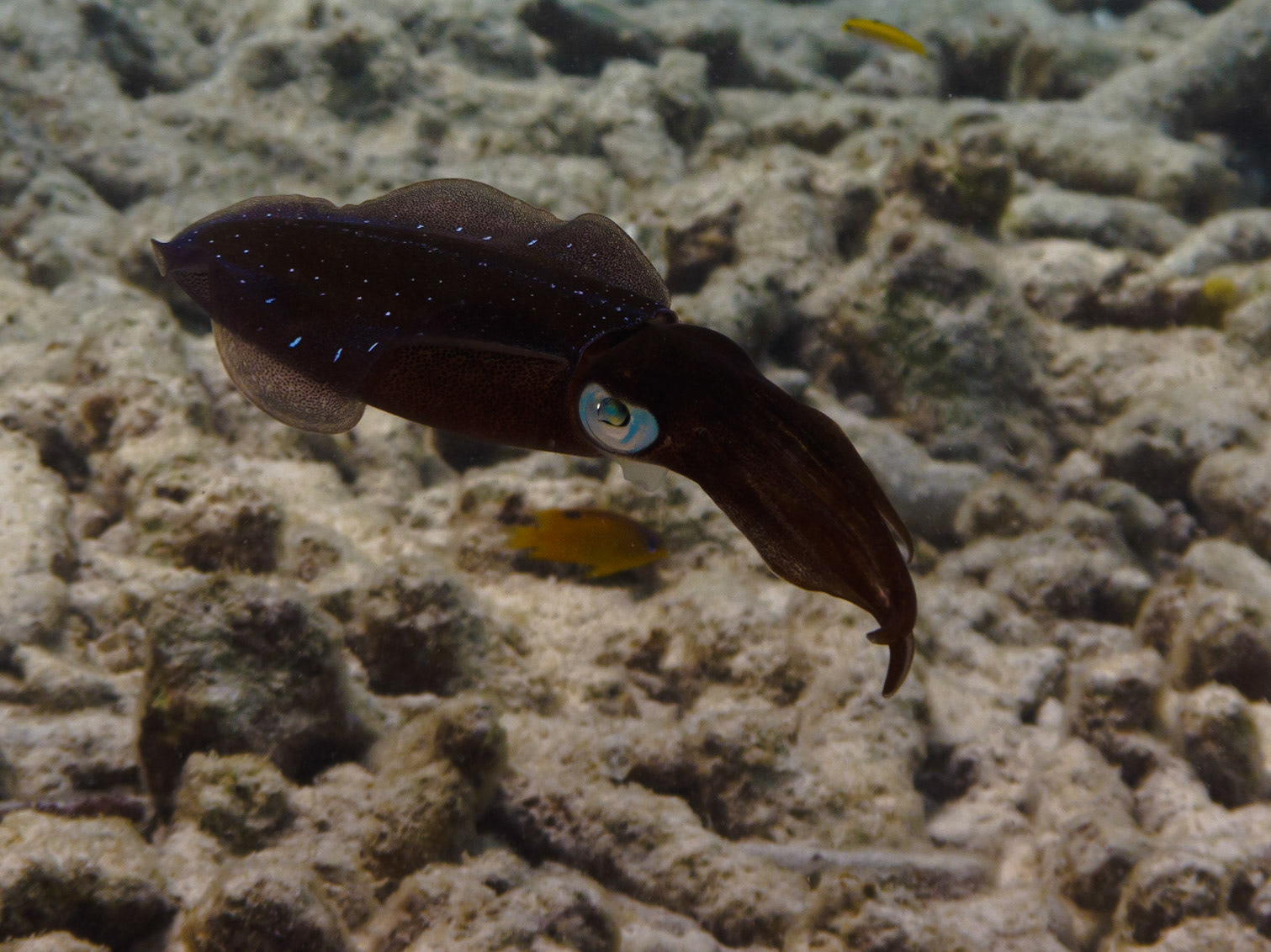 Caribbean Reef Squid