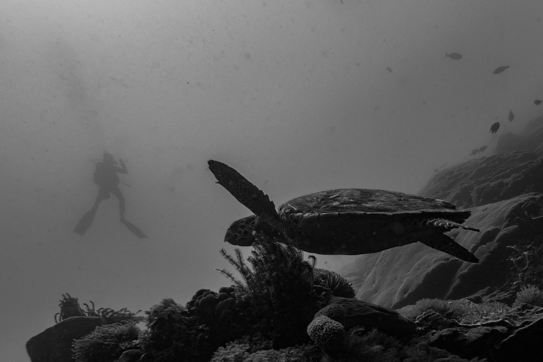 Hawksbill Turtle