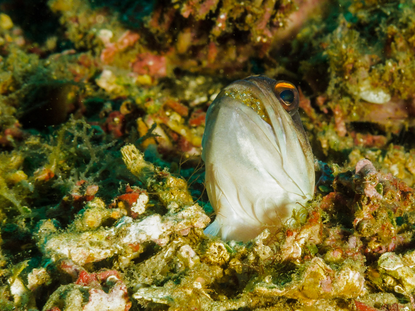 Yellowbarred Jawfish (male, with eggs)