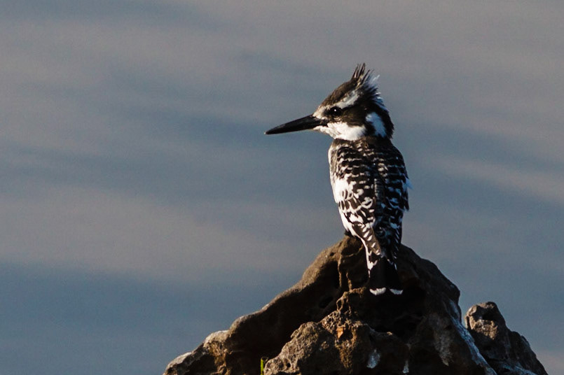Pied Kingfisher