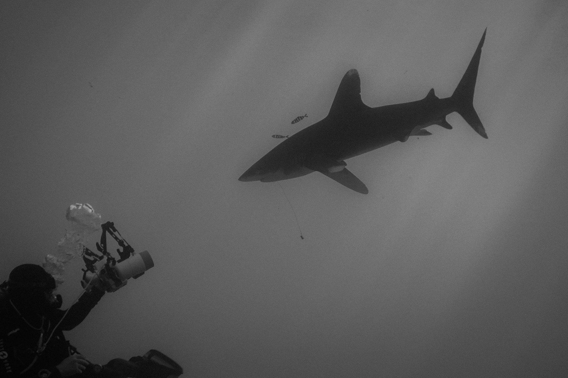 Pilot Fish and Longimanus