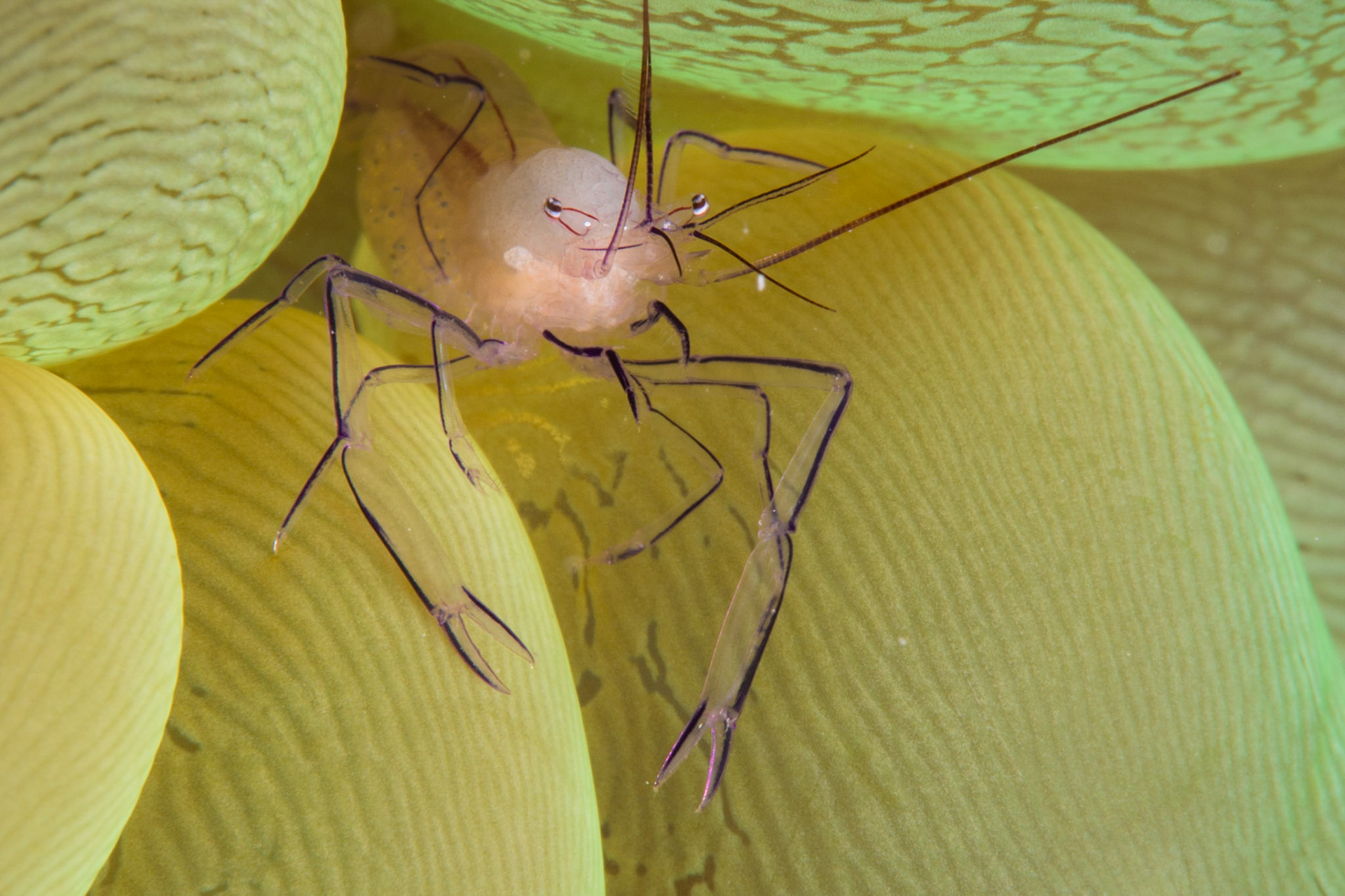 Bubble Coral Shrimp and Bubble Coral