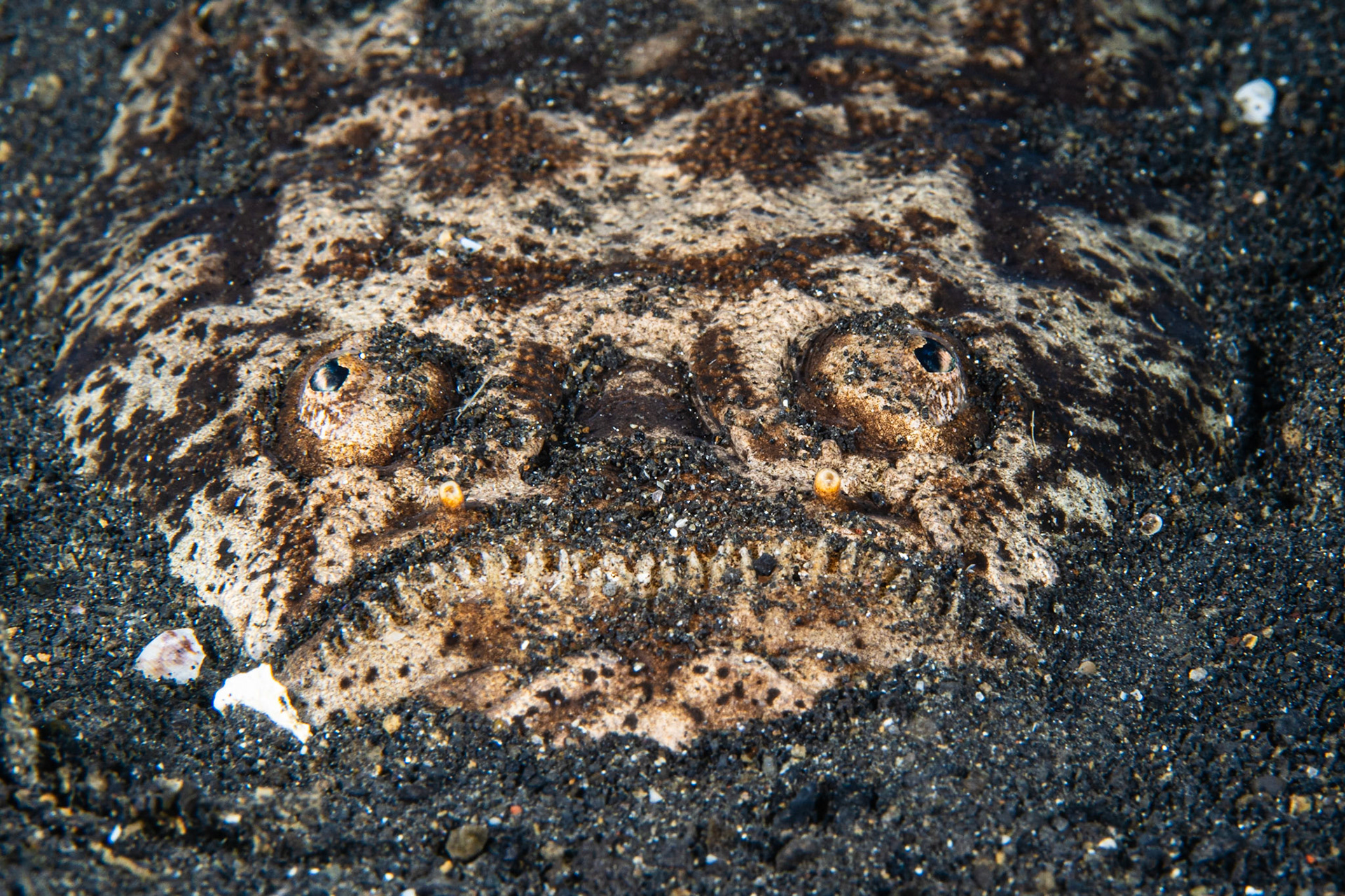 Reticulate Stargazer