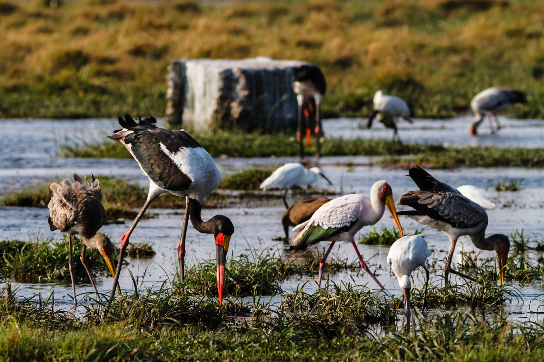 Saddle Billed Stork