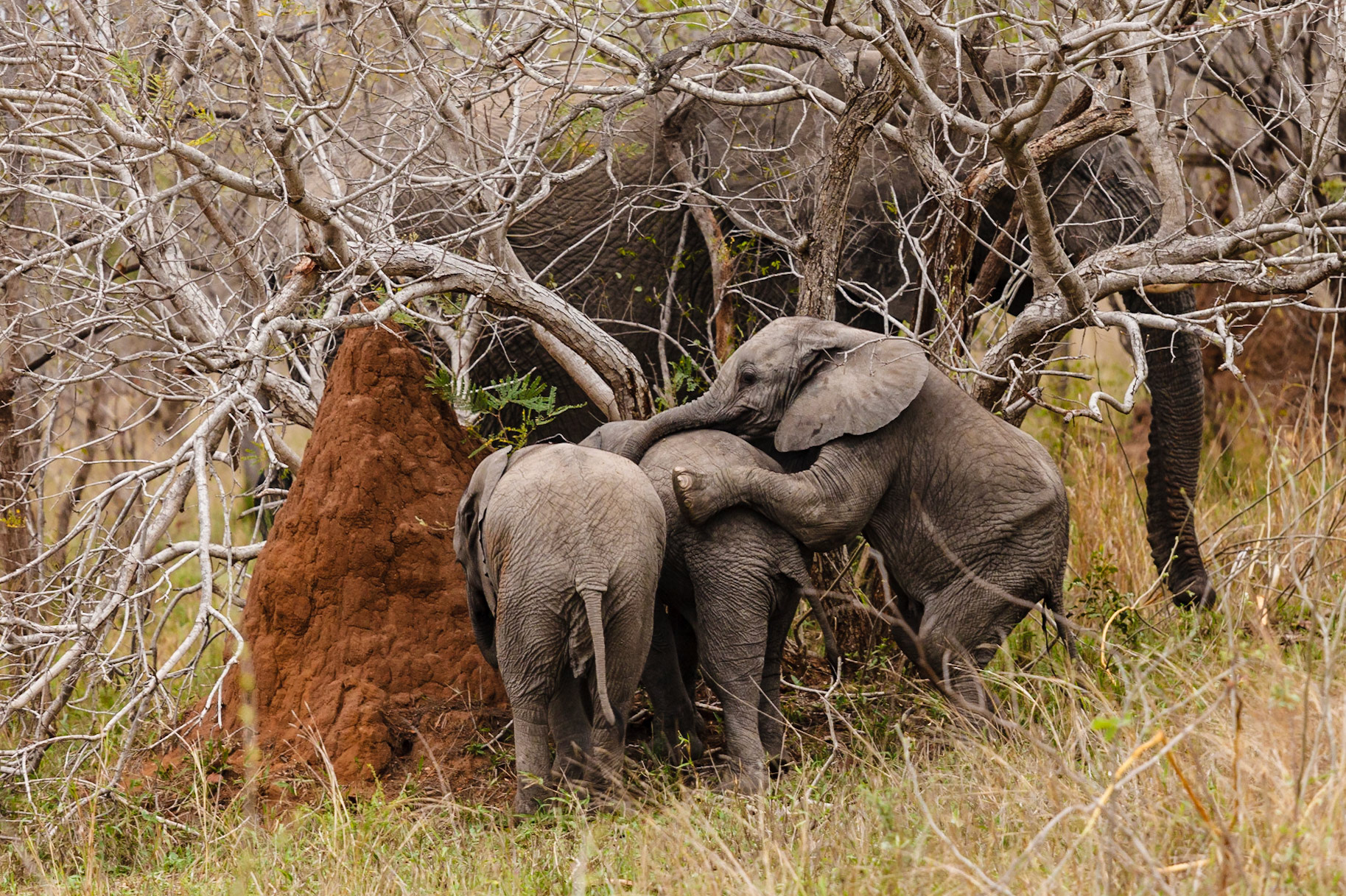 African Elephant