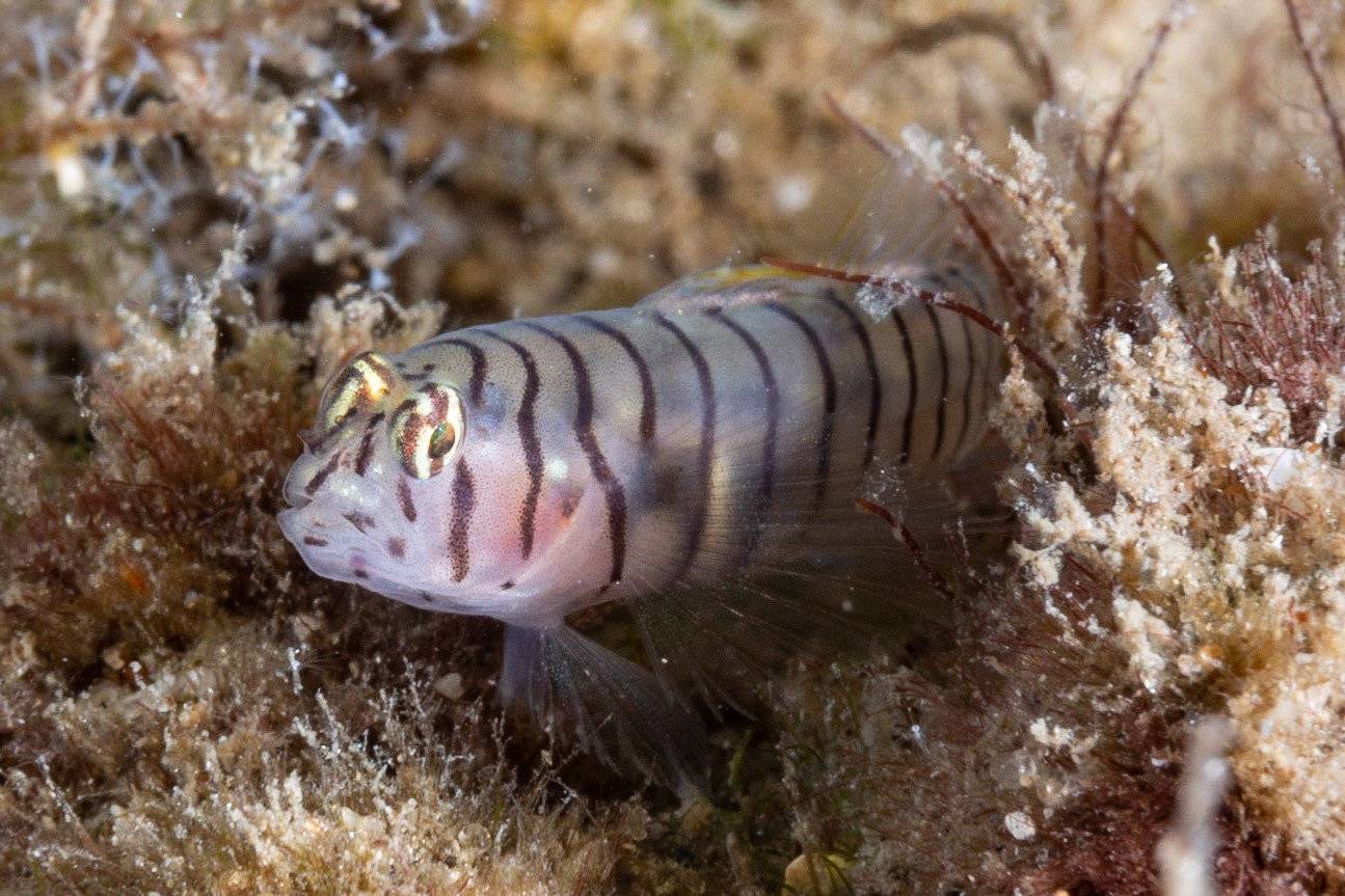 Tiger Goby
