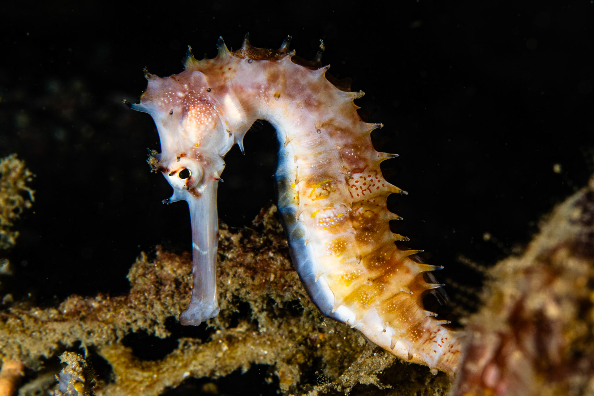 Thorny Seahorse