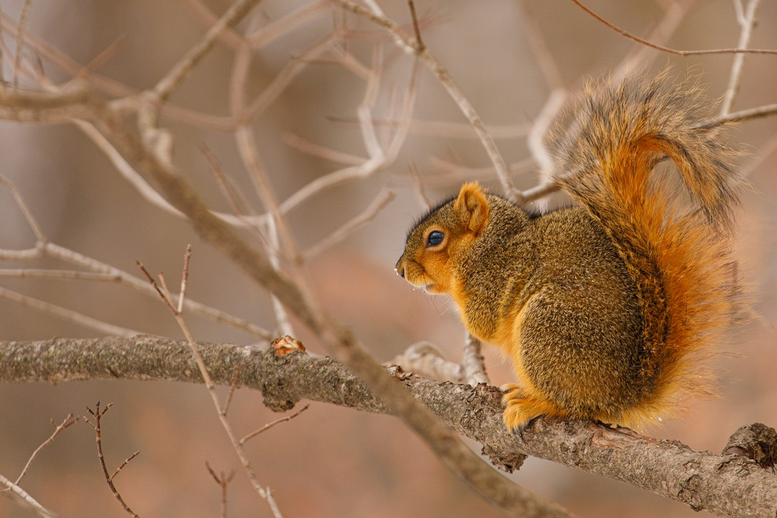 North American Red Squirrel