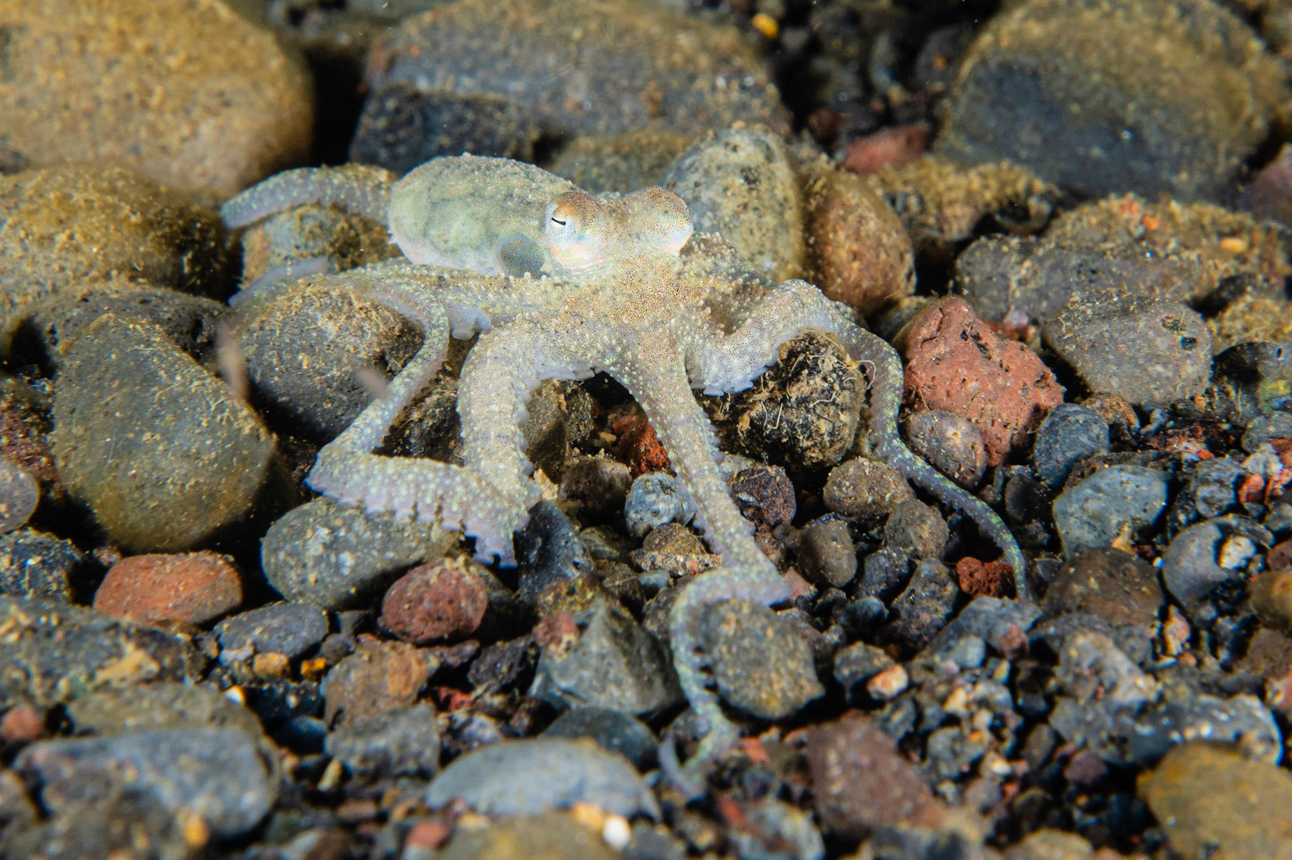 White-V Octopus