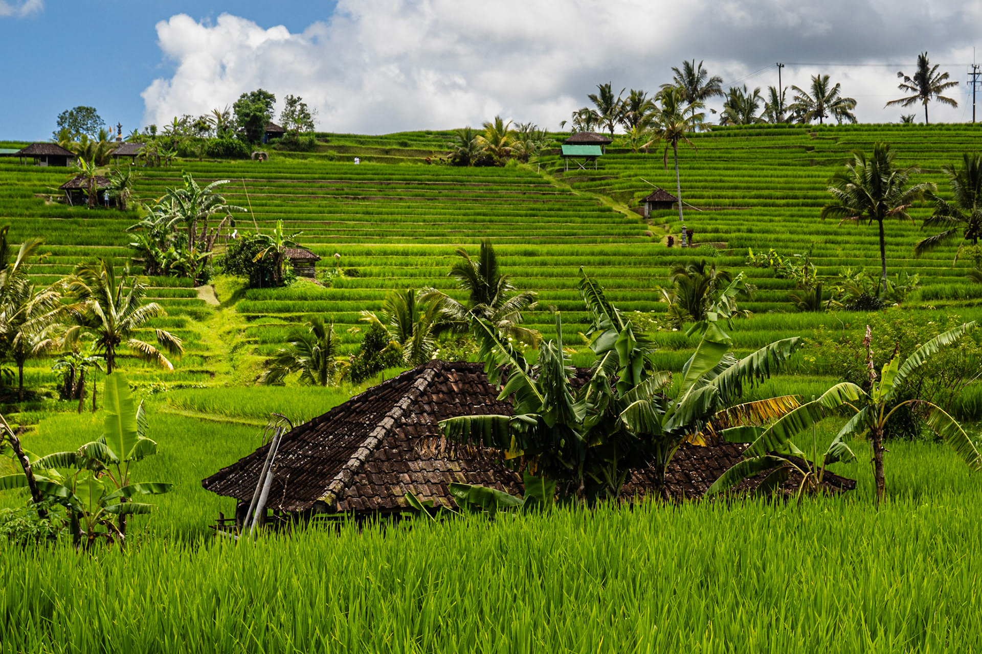 Jatiluwih rice terraces