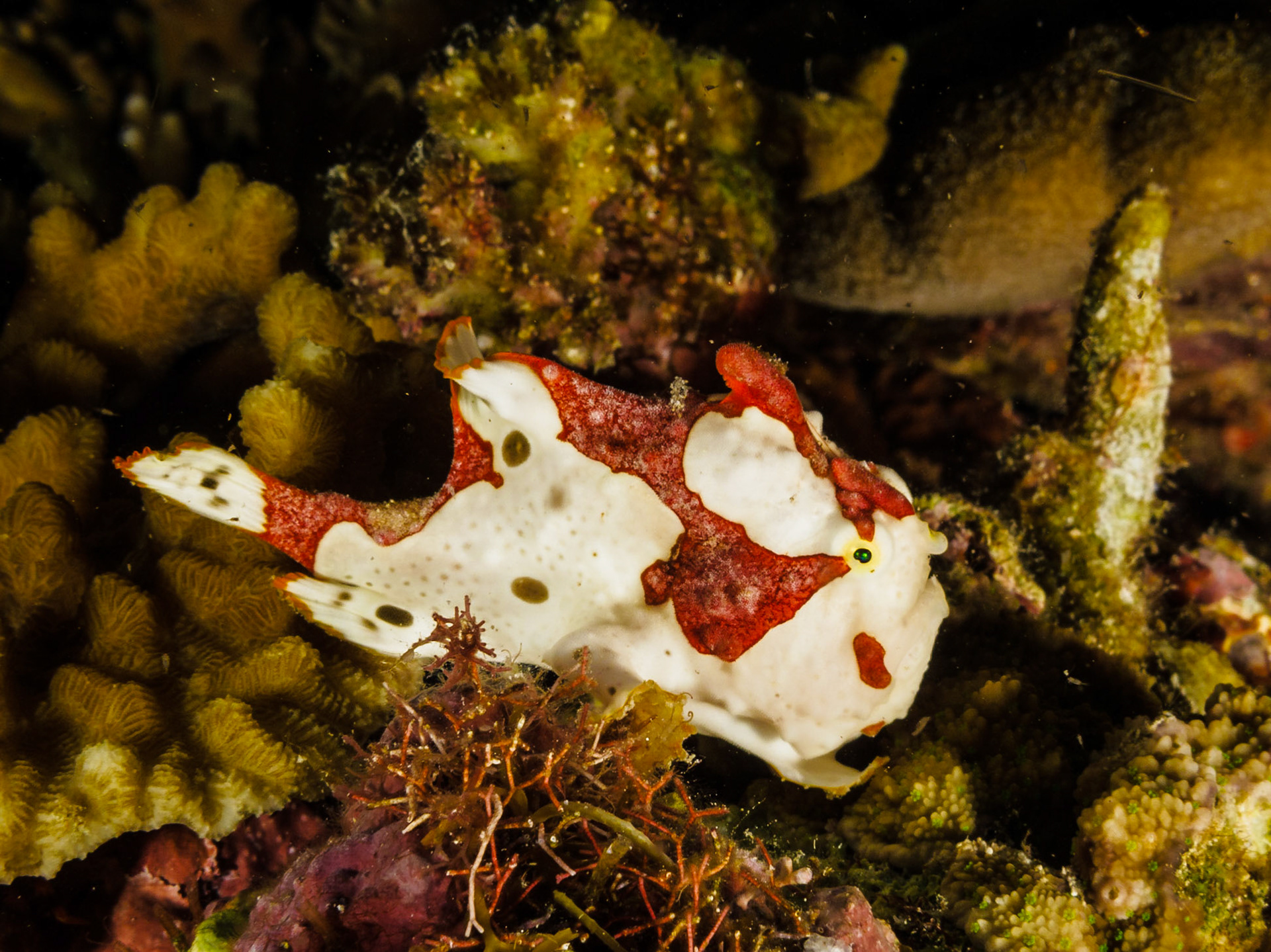 Painted Frogfish