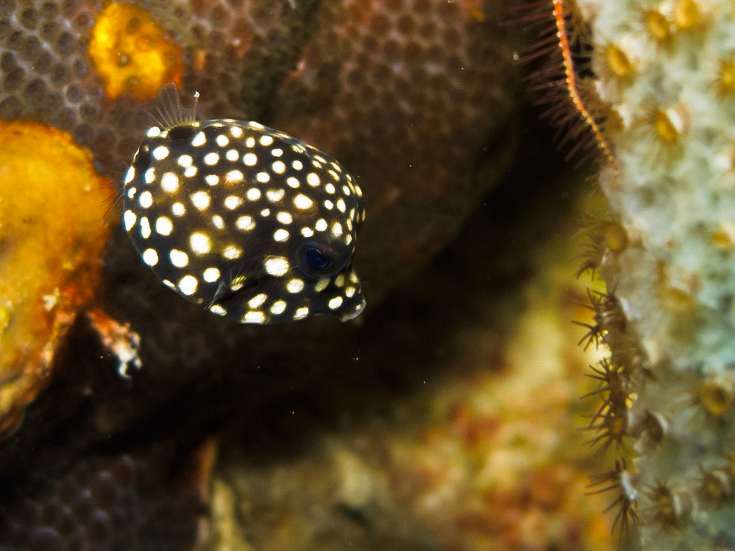 Baby Smooth Trunkfish