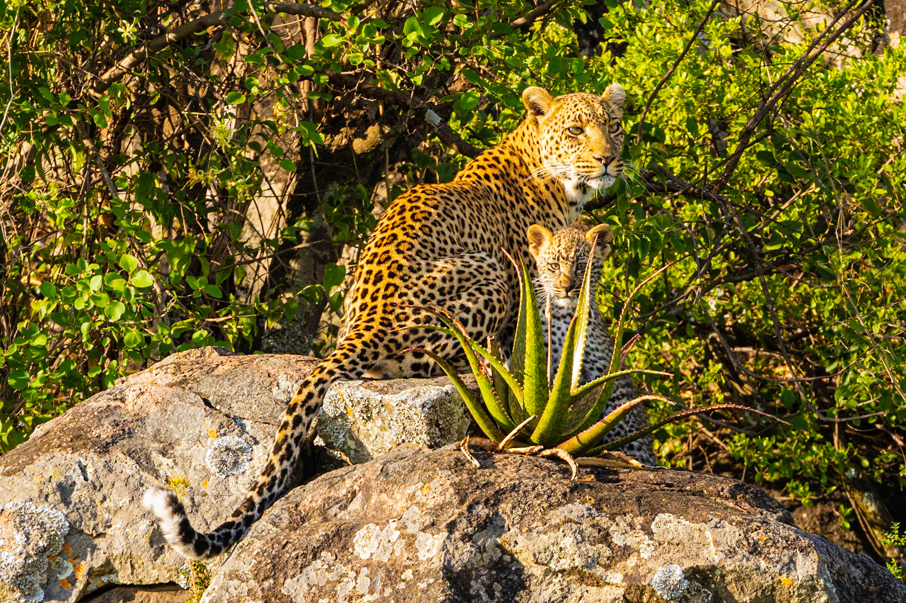 Mother leopard and cub in Serengeti NP