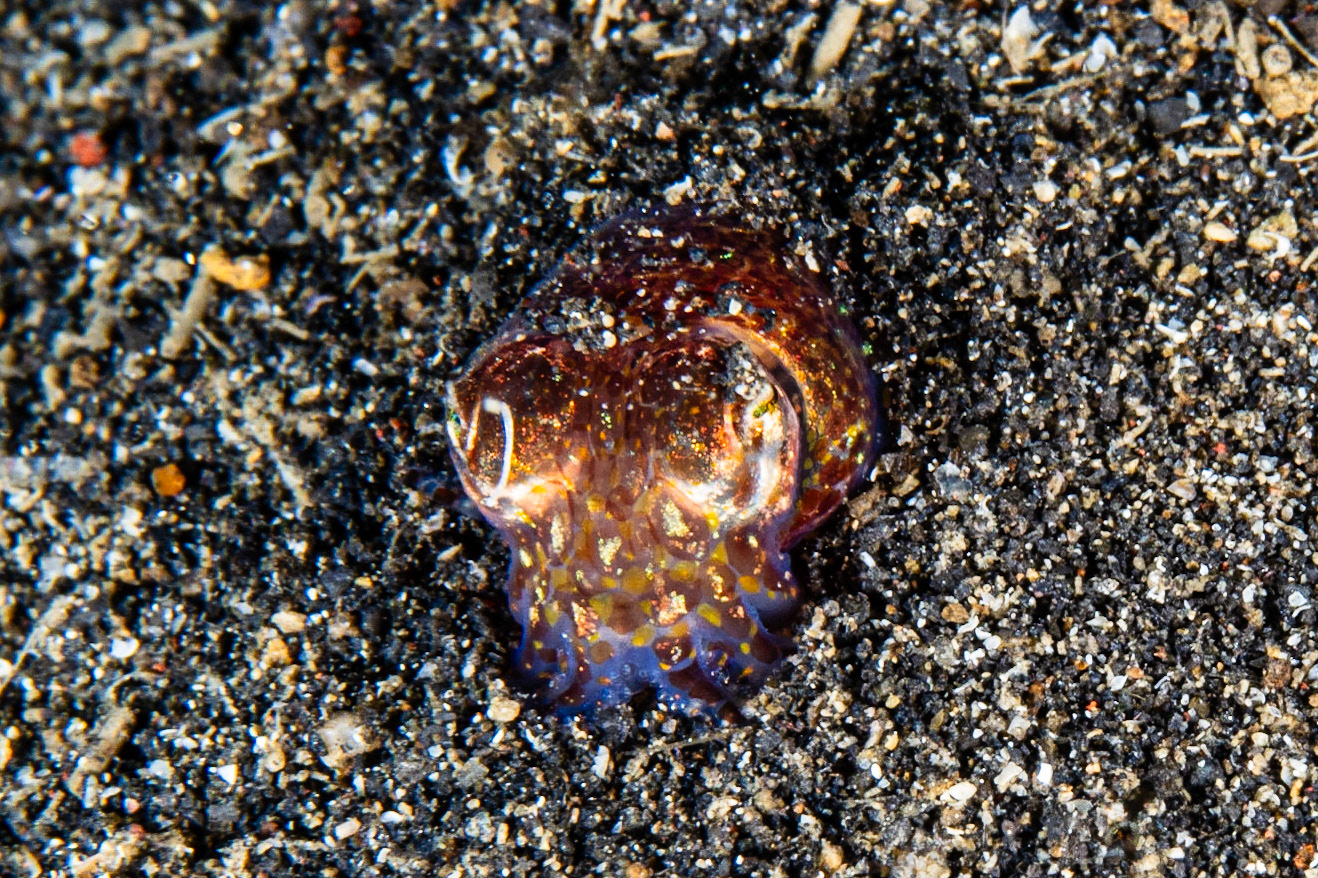 Berry's Bobtail Squid