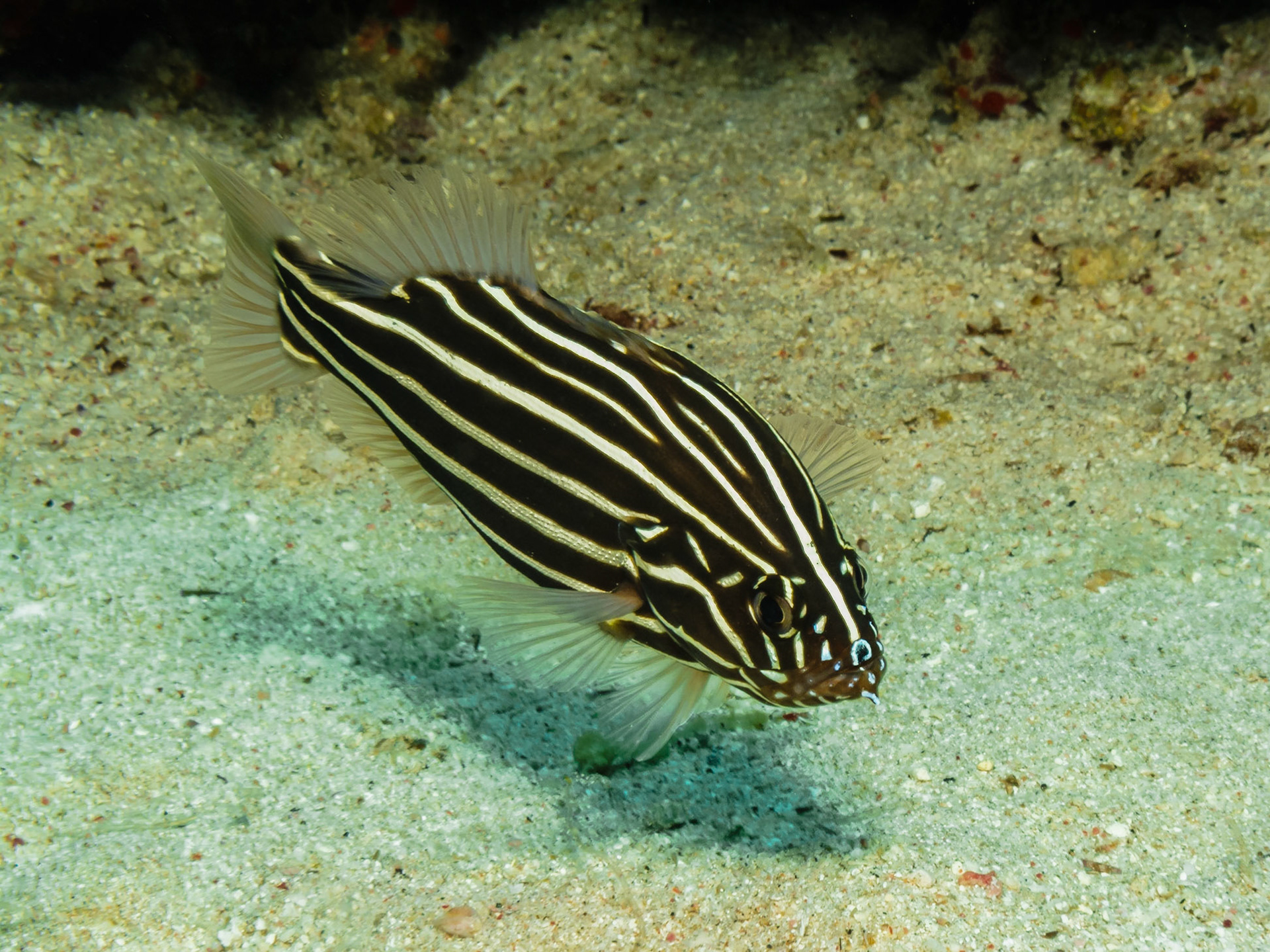 Sixstriped Soapfish